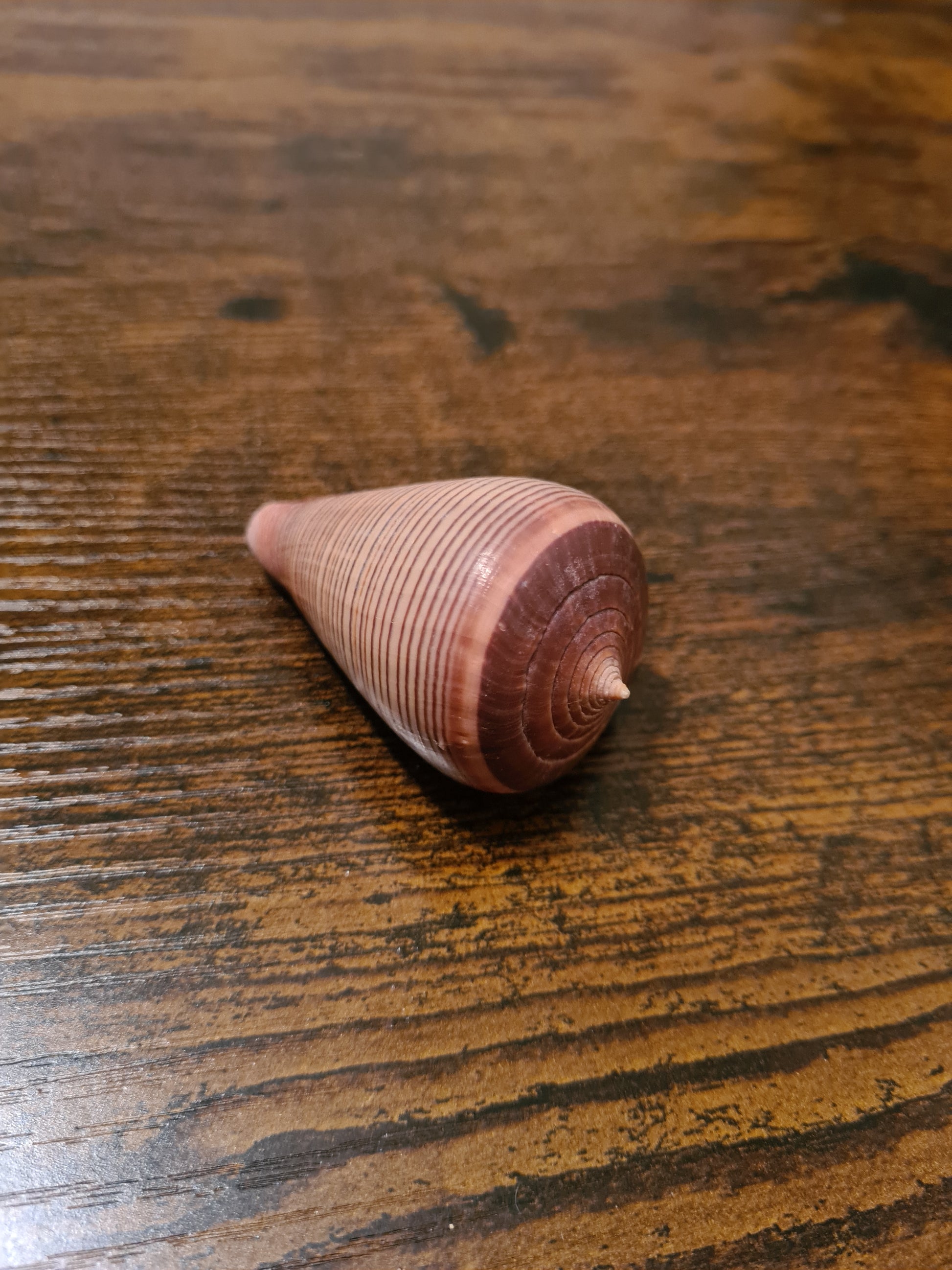 Coquillage Conus