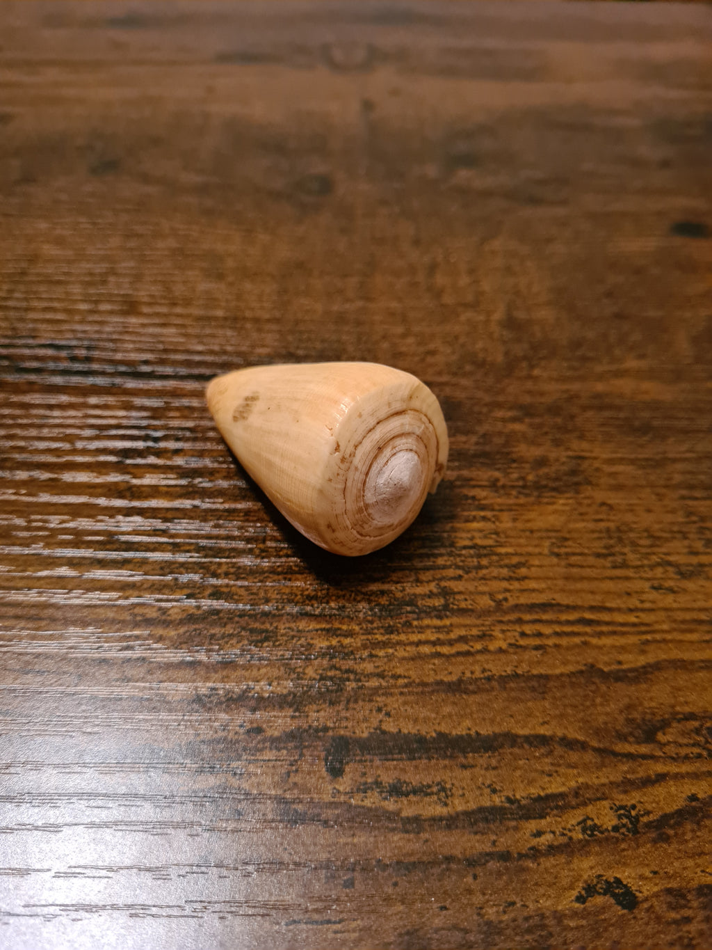 Coquillage Conus
