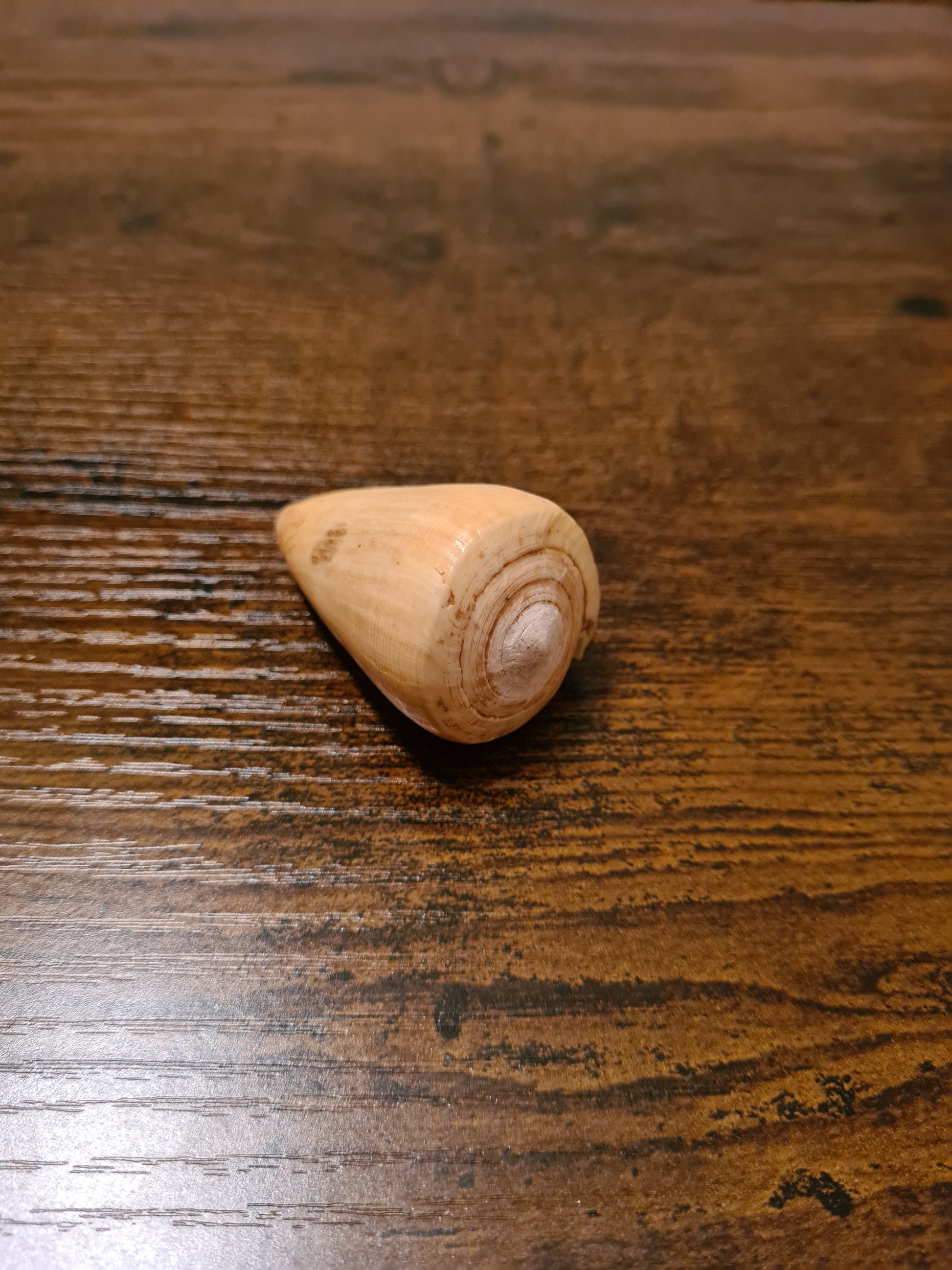 Coquillage Conus