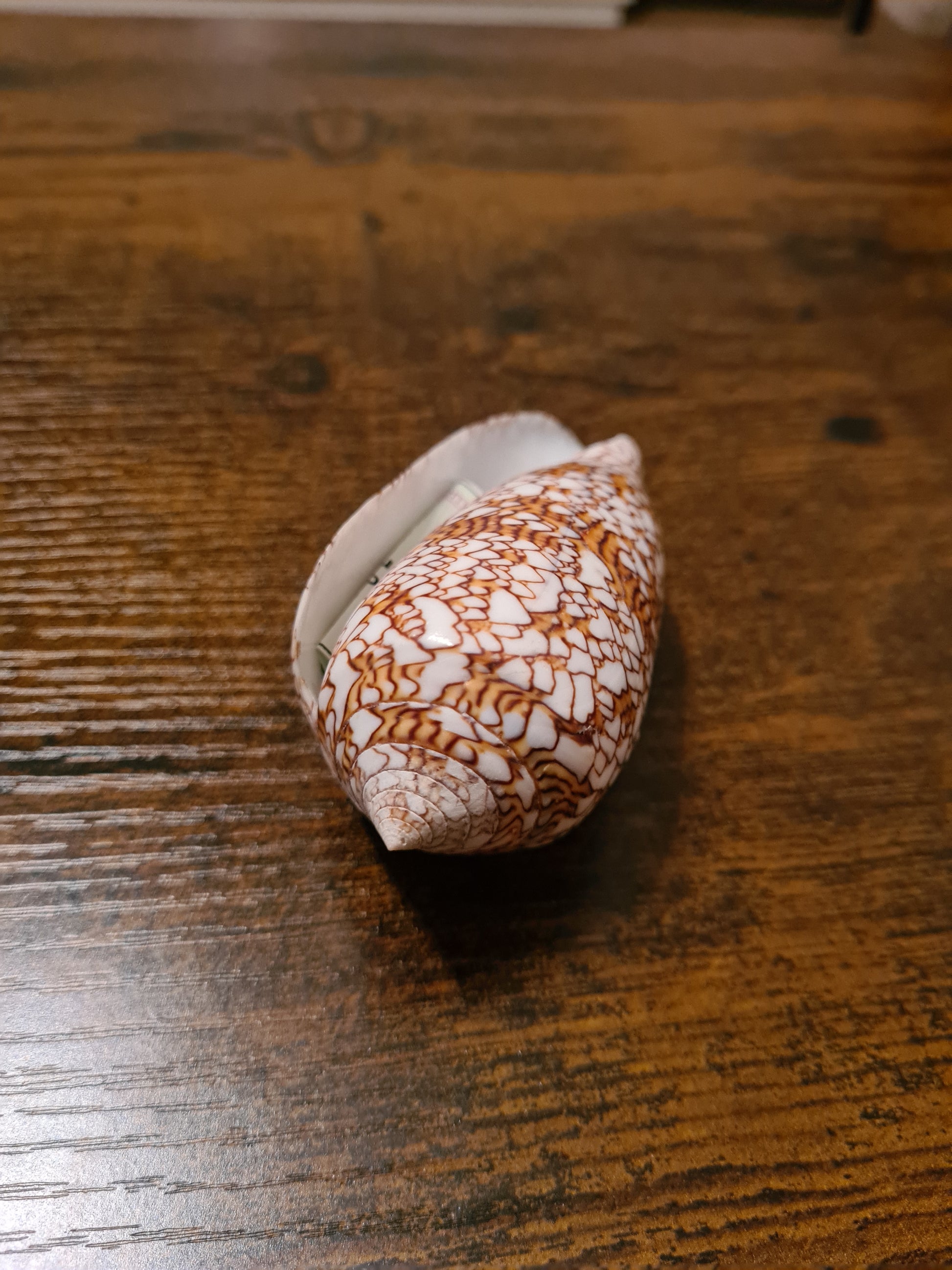 Coquillage Conus