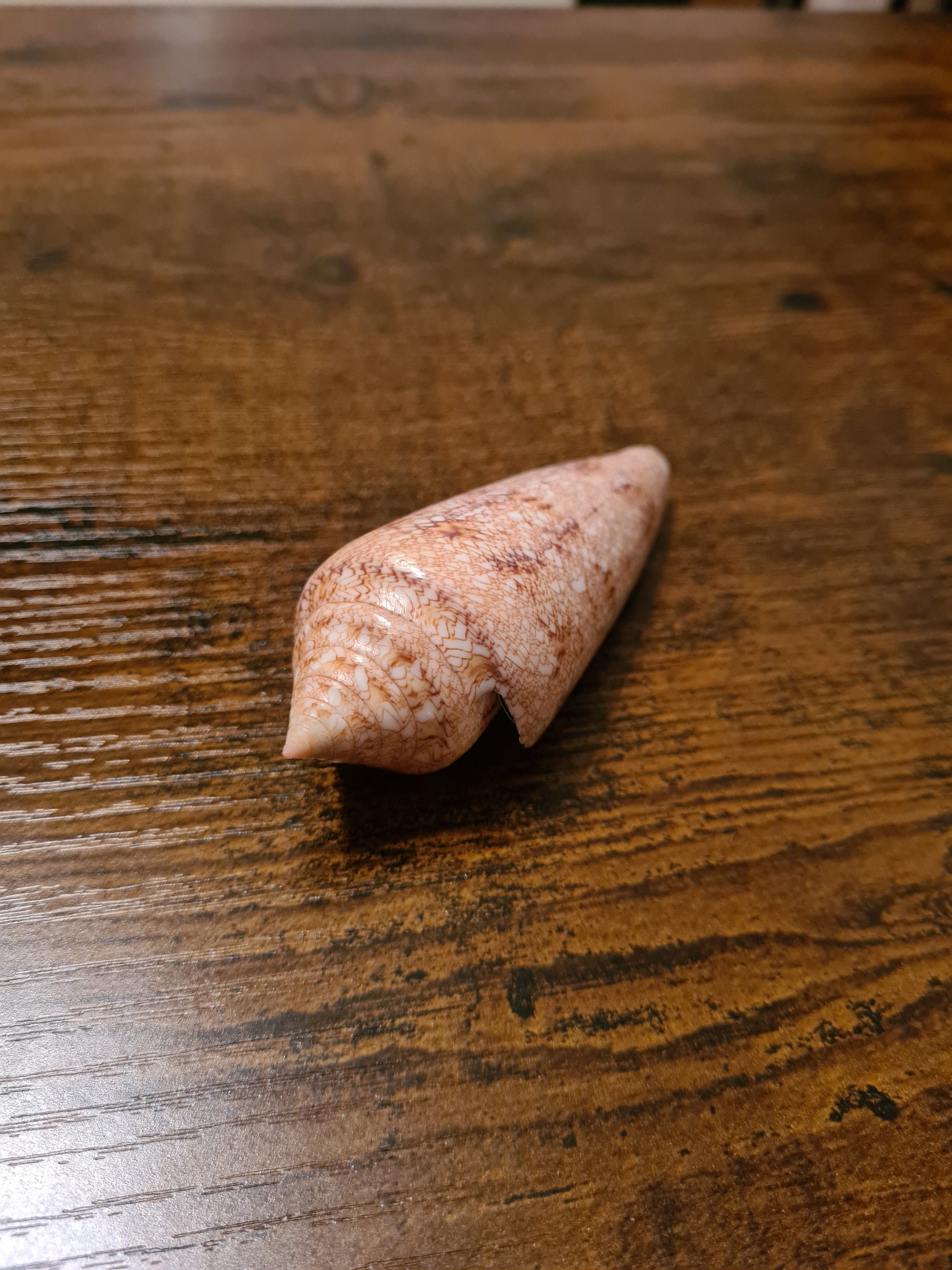 Coquillage Conus