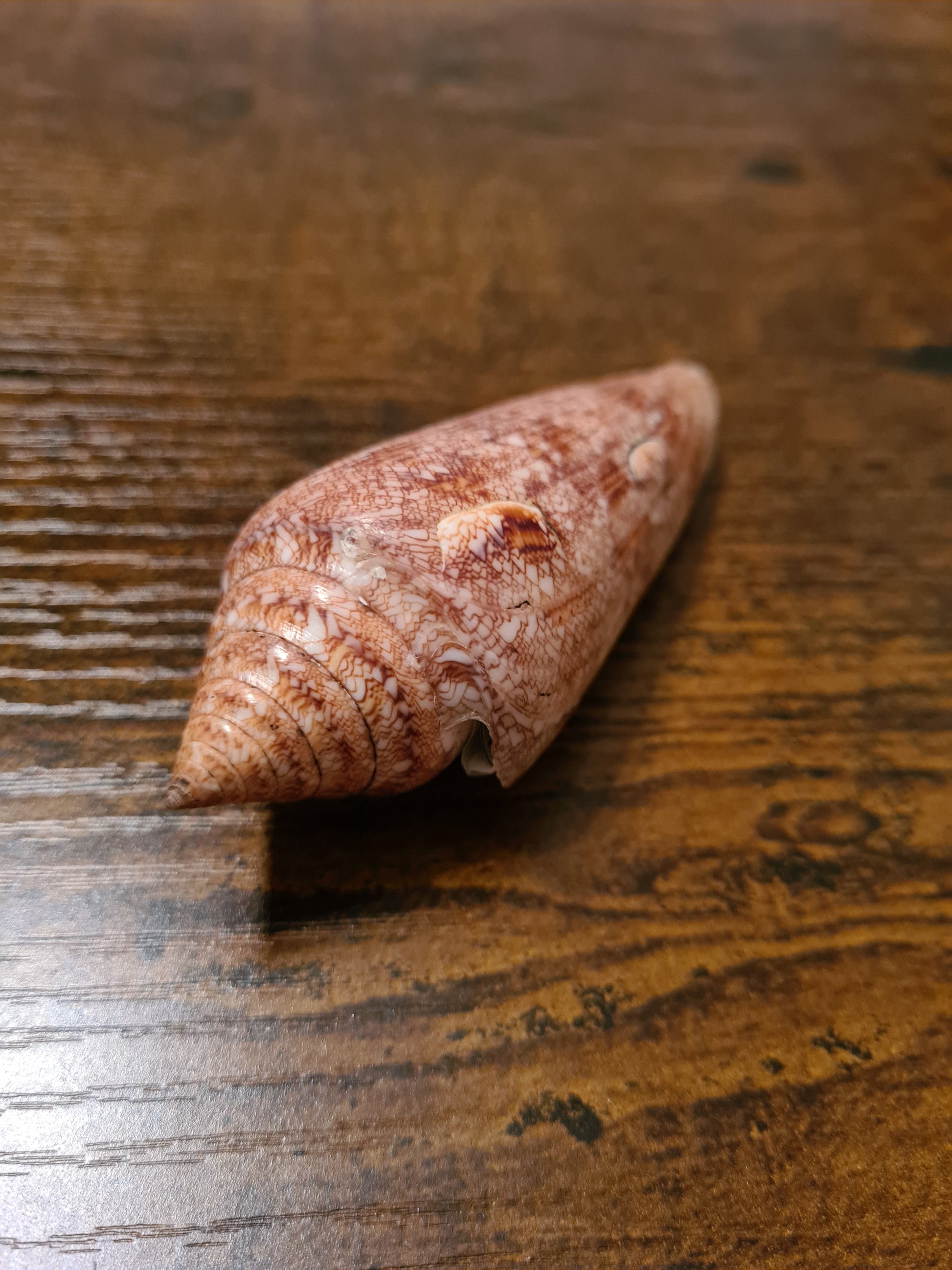 Coquillage Conus