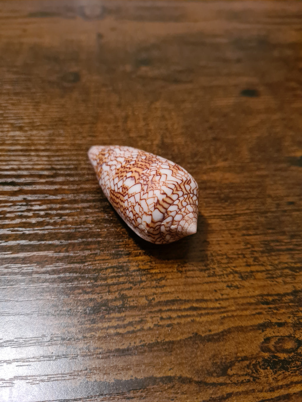 Coquillage Conus