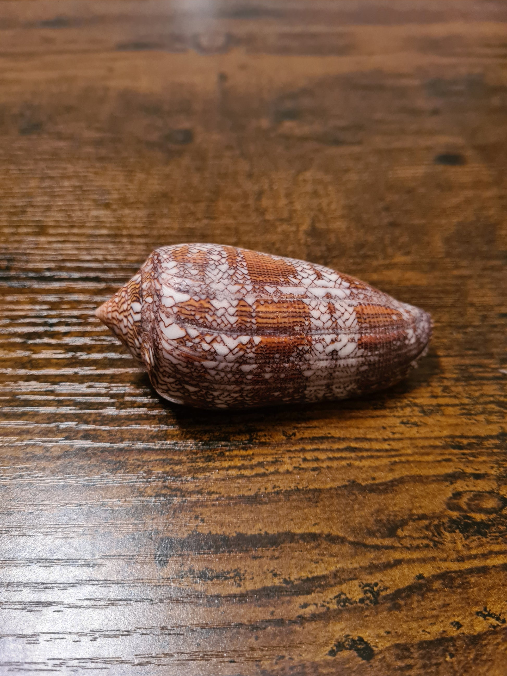 Coquillage Conus