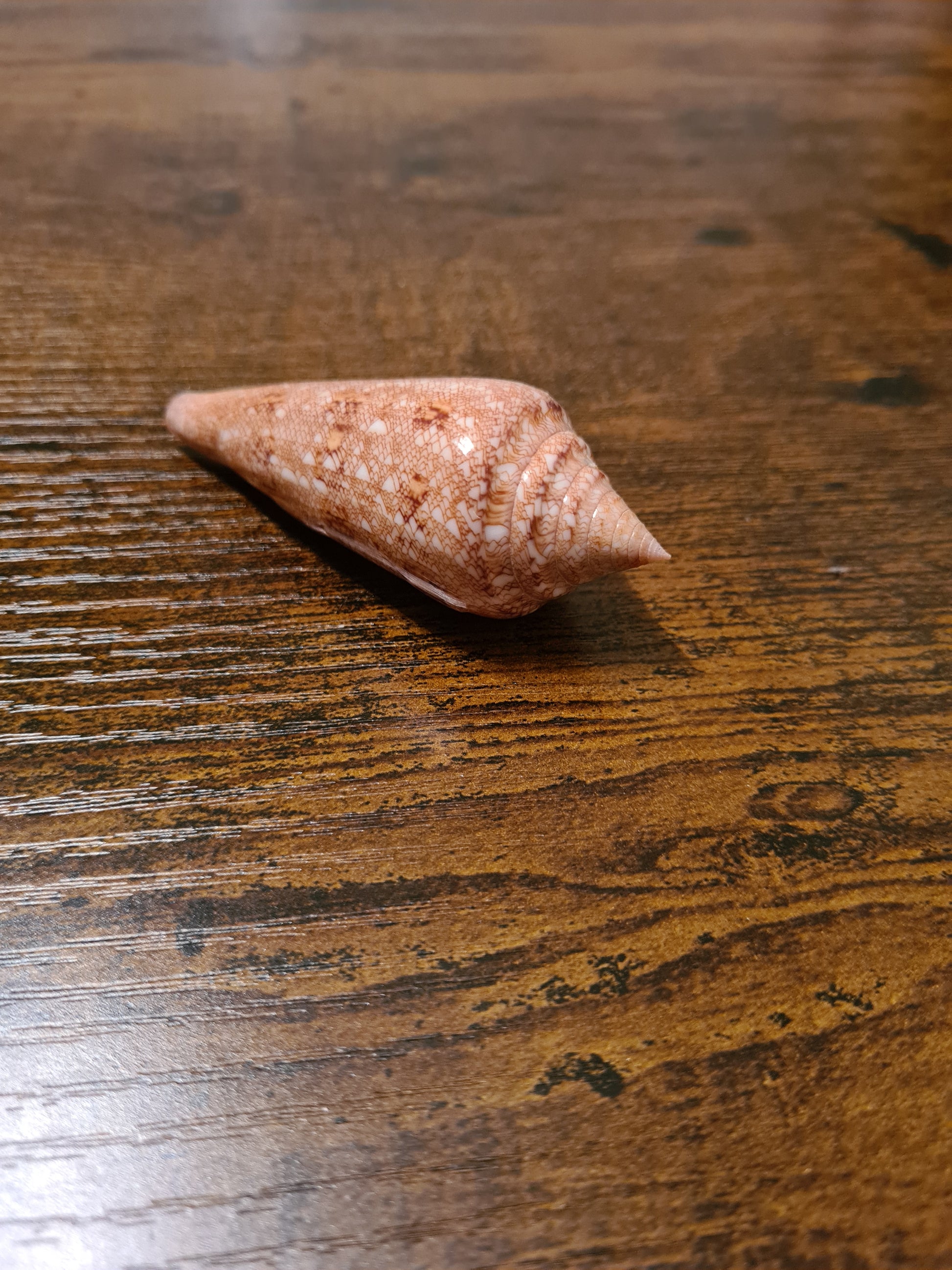 Coquillage Conus
