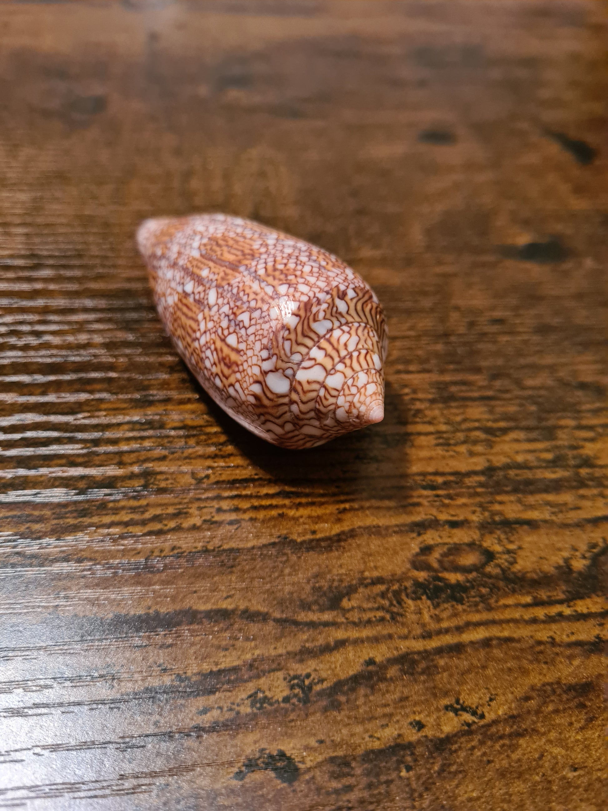 Coquillage Conus