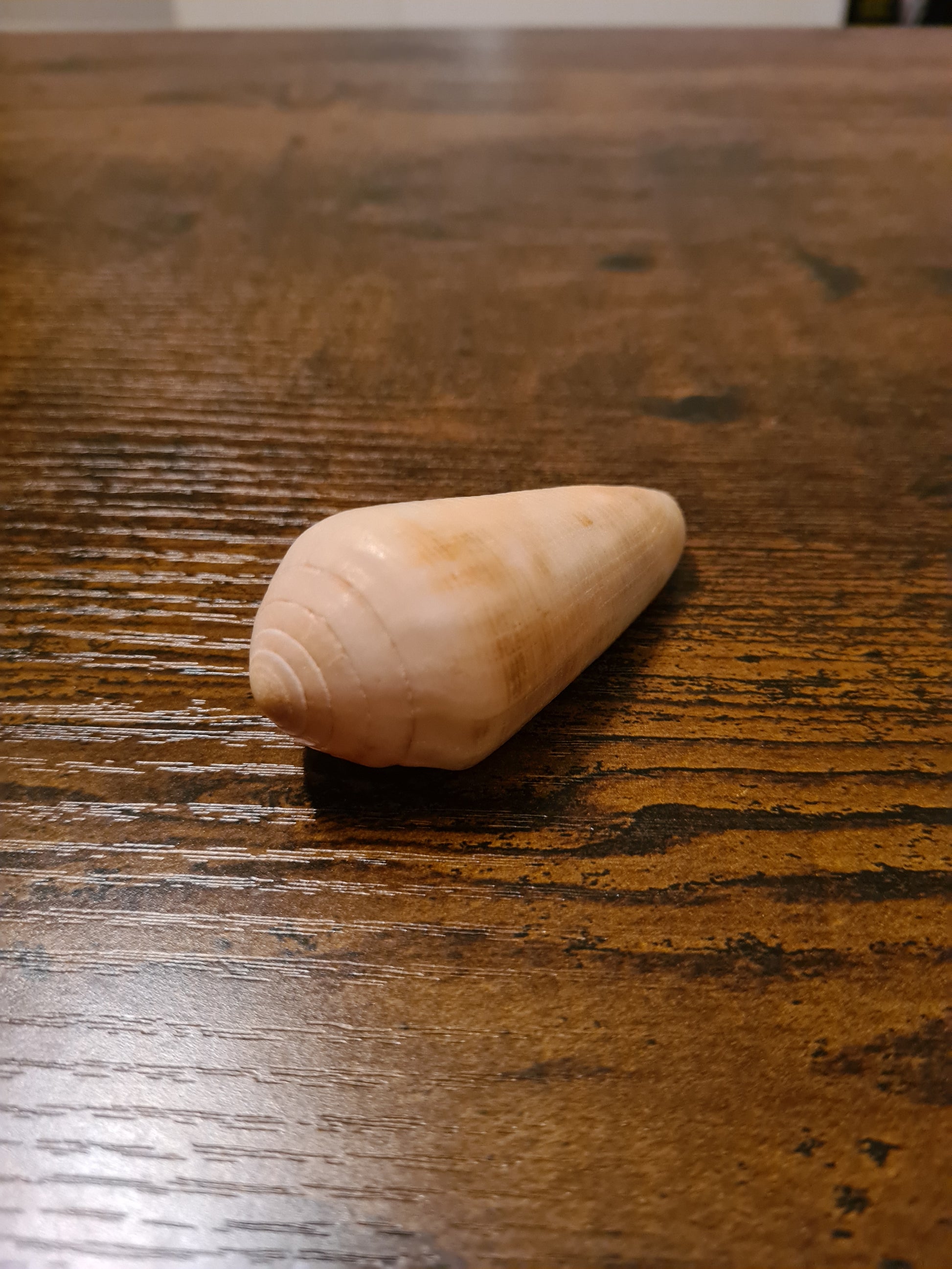 Coquillage Conus