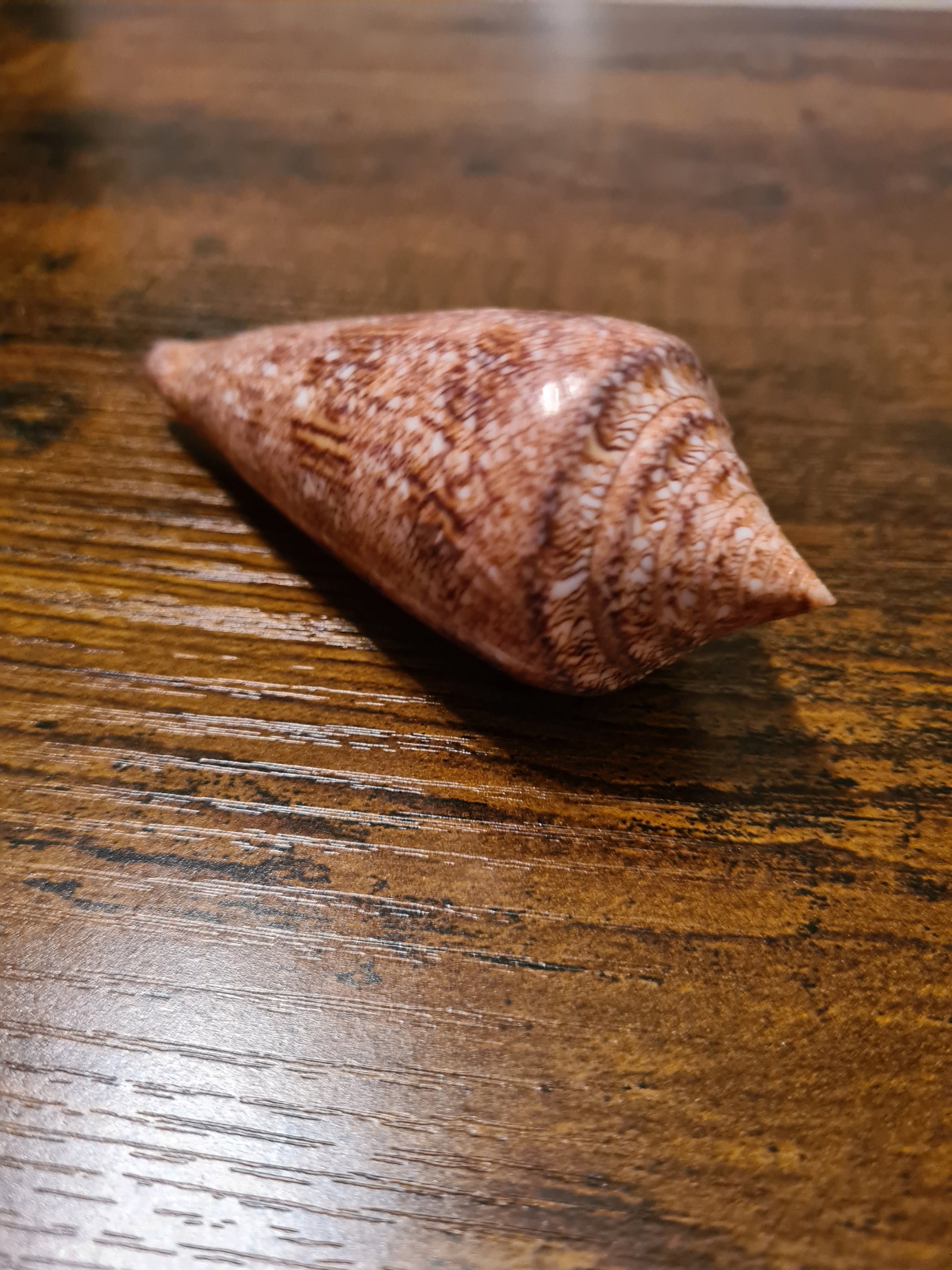 Coquillage Conus