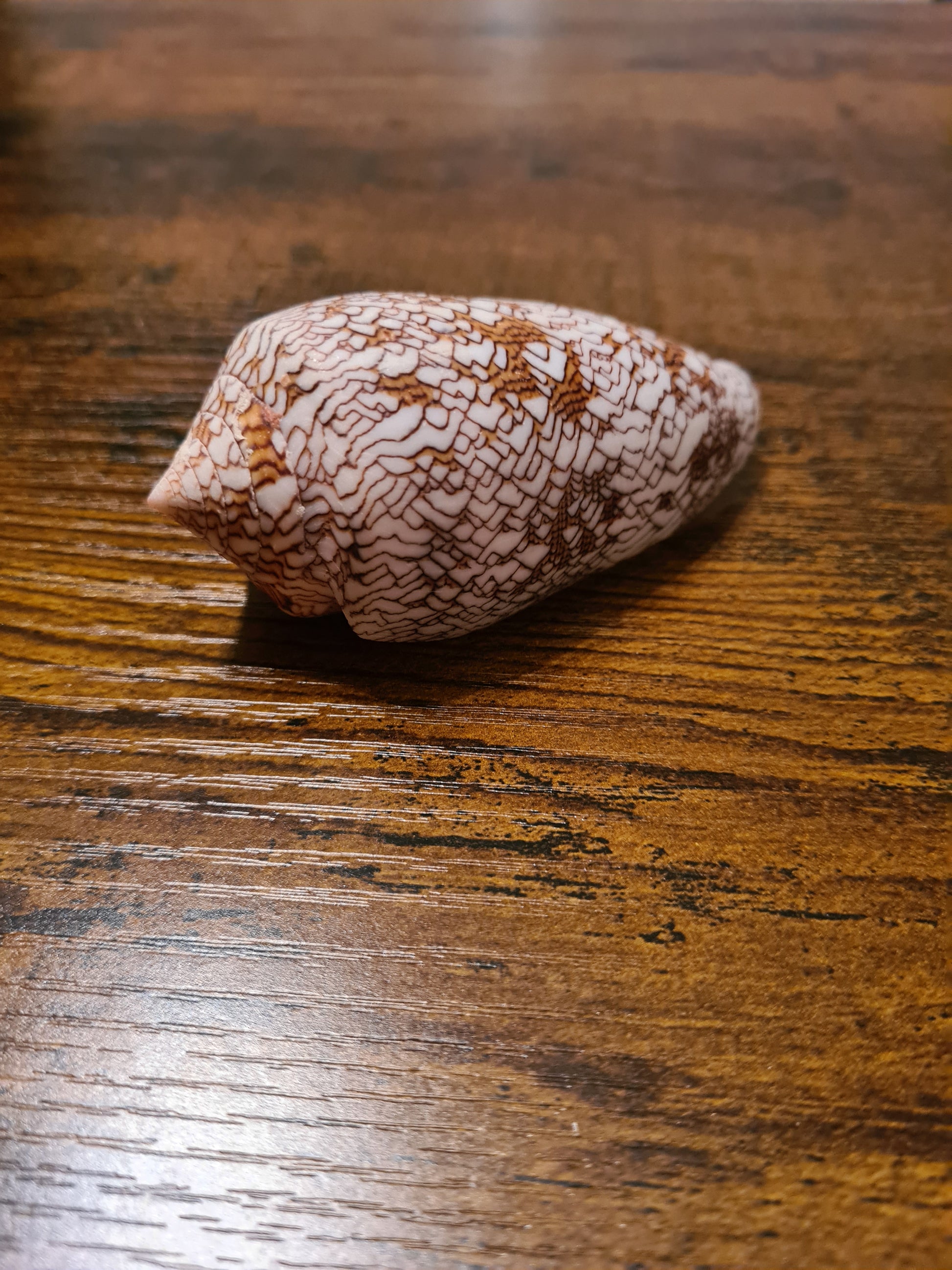 Coquillage Conus