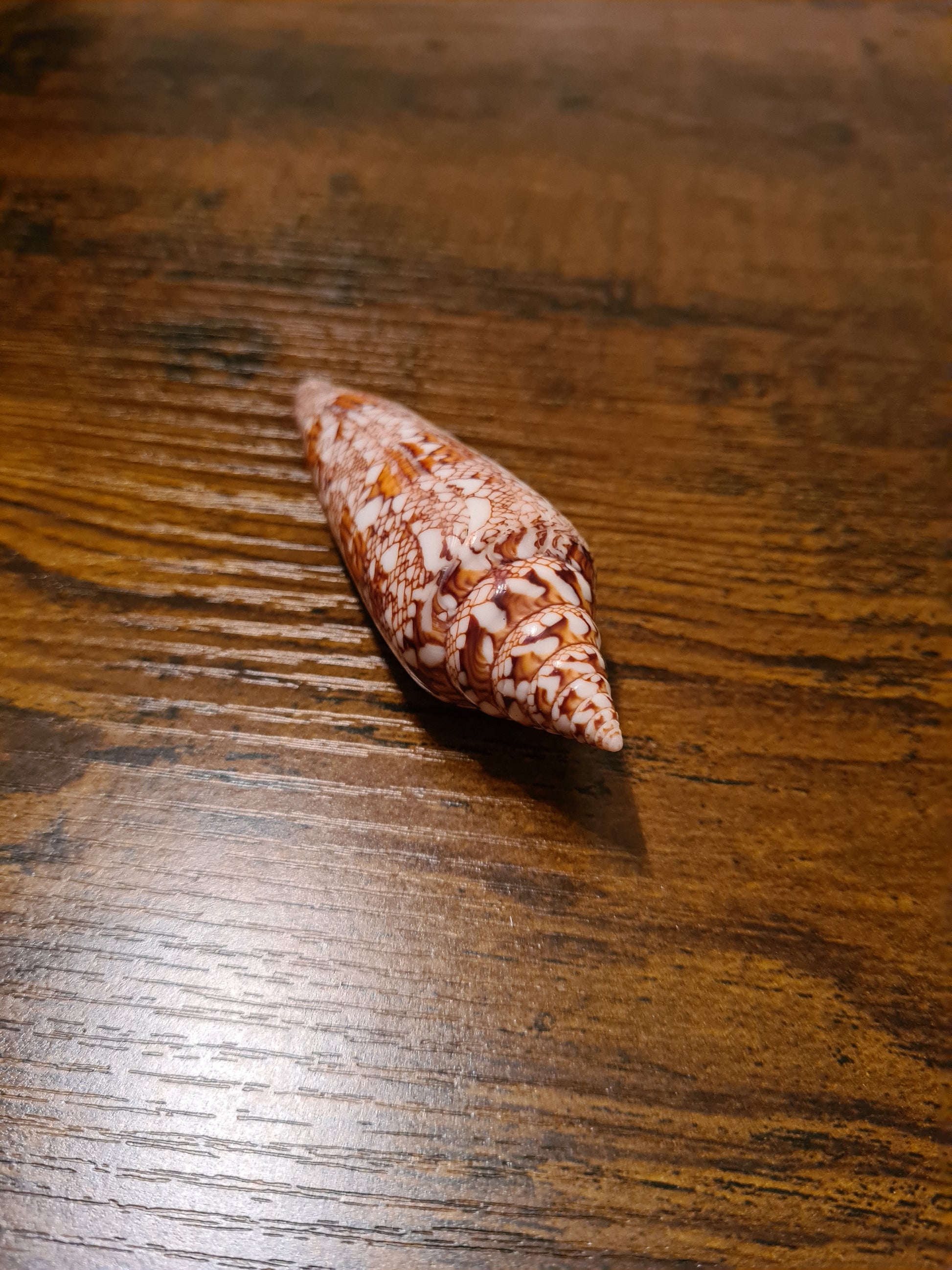 Coquillage Conus