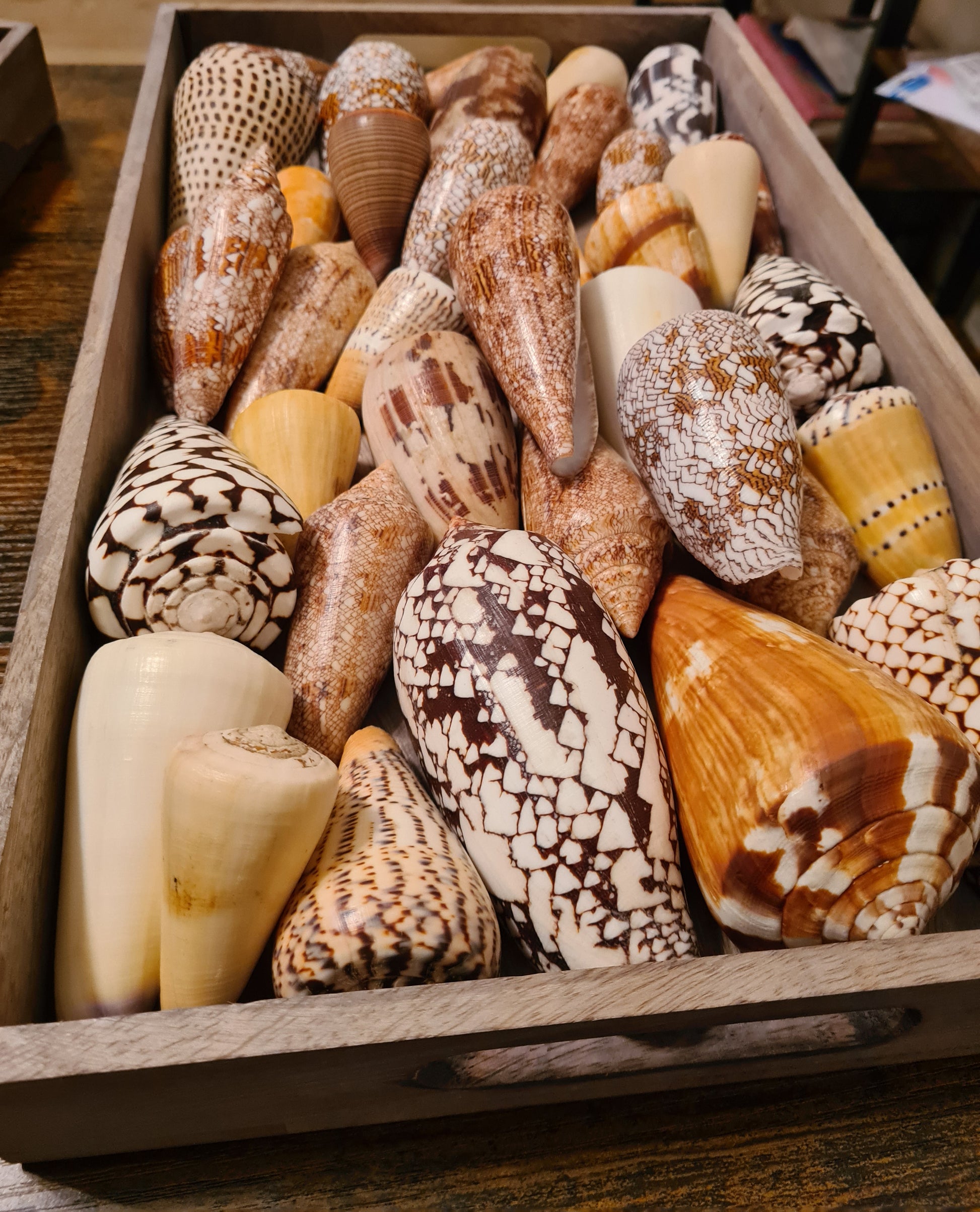 Coquillage Conus