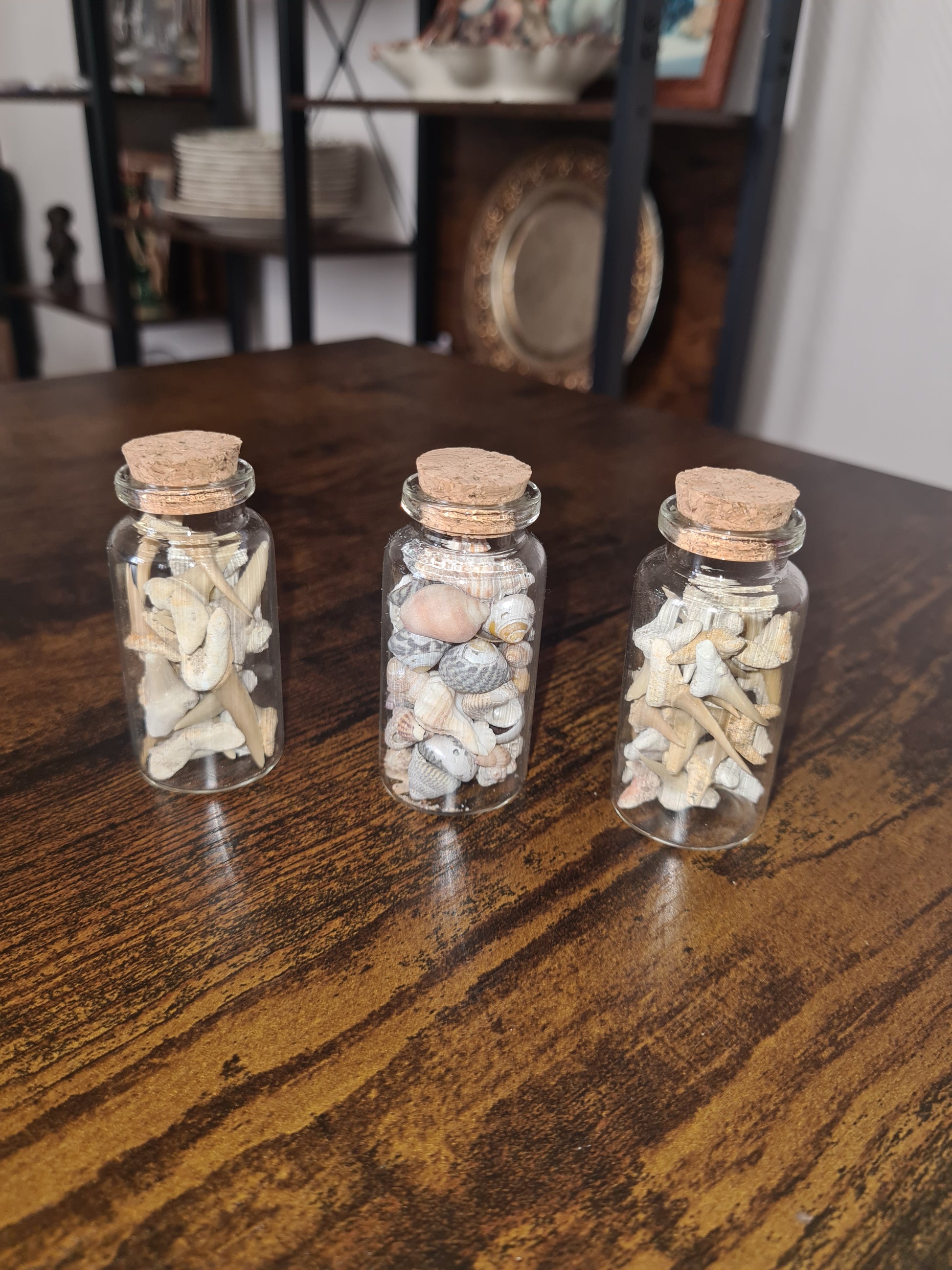 Fioles dents de requins & coquillages