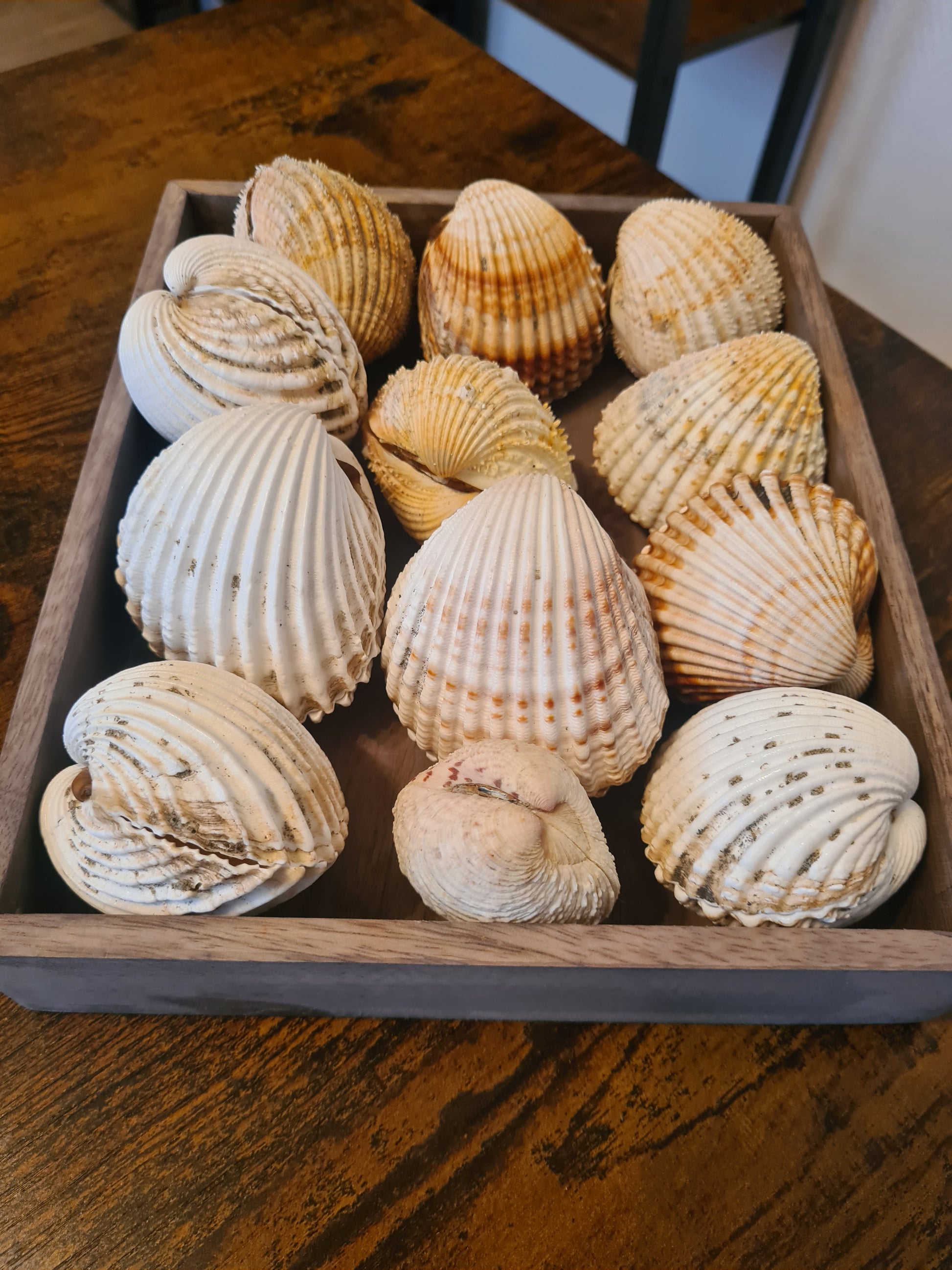 Coquillage Cerastoderma glaucum