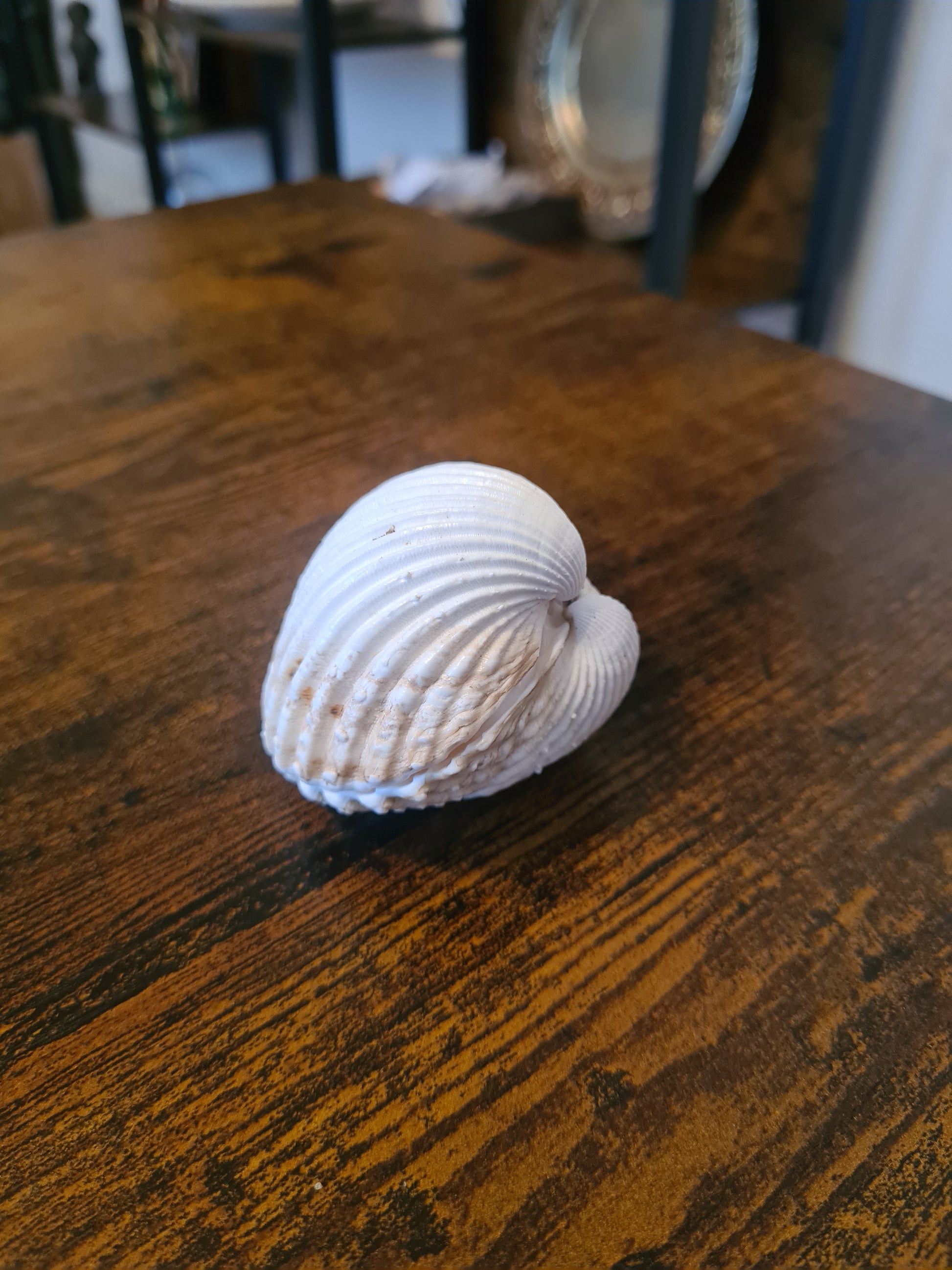 Coquillage Cerastoderma glaucum