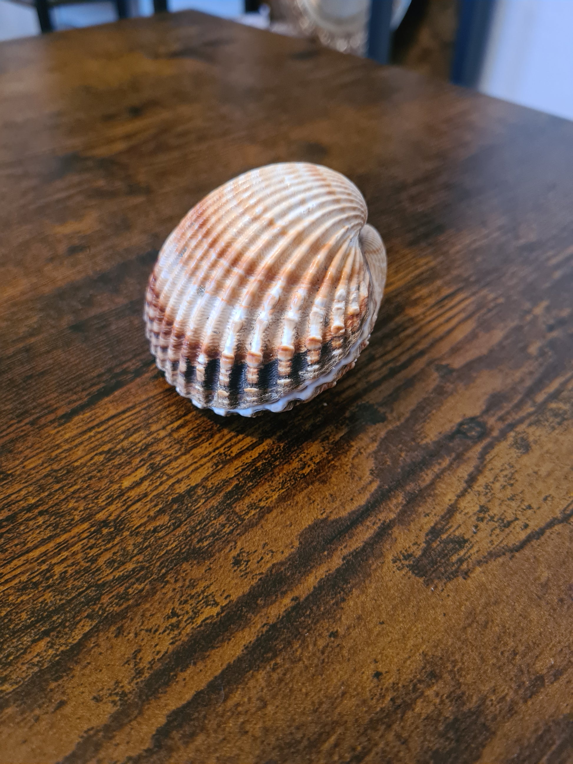 Coquillage Cerastoderma glaucum