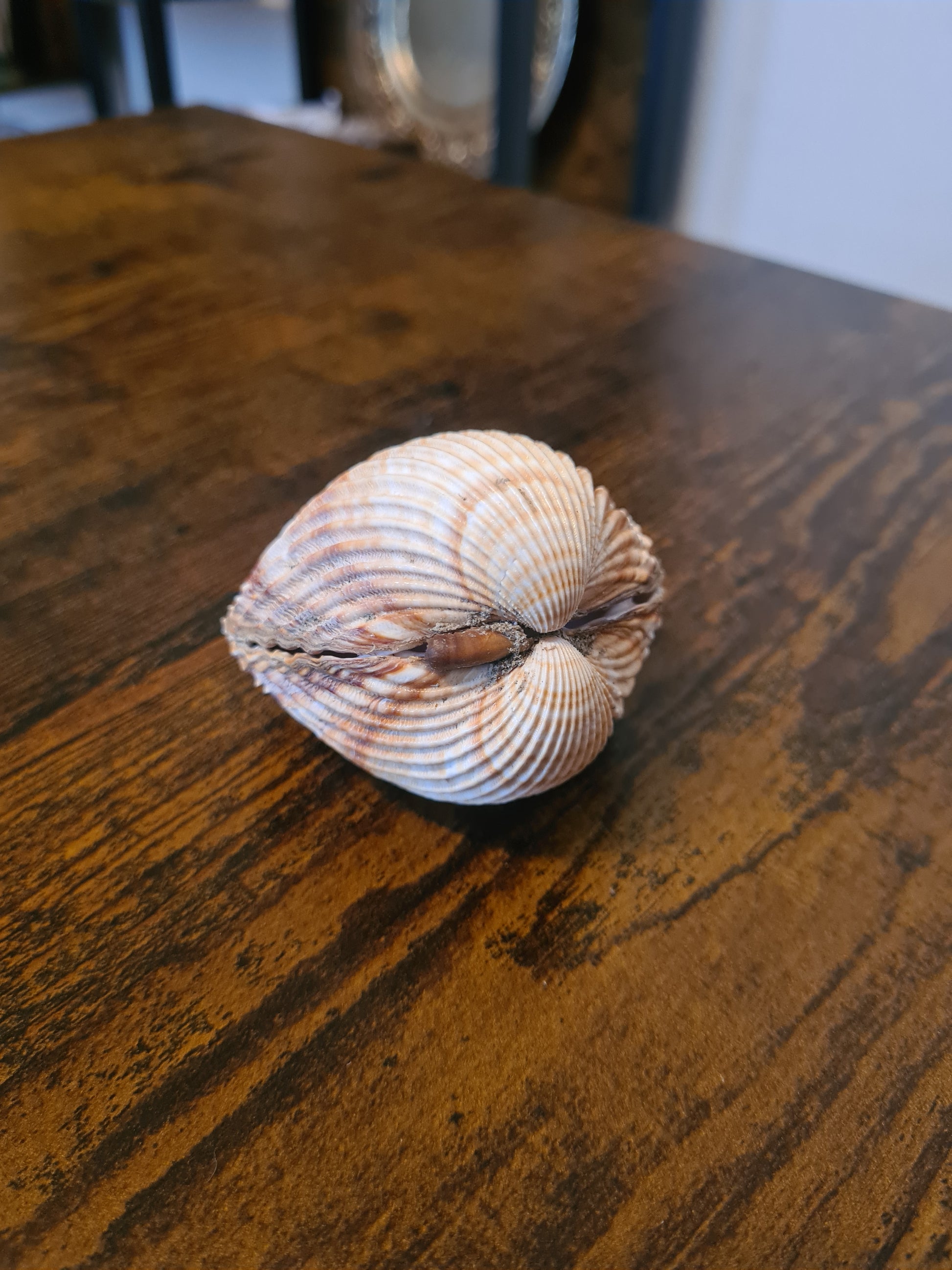 Coquillage Cerastoderma glaucum