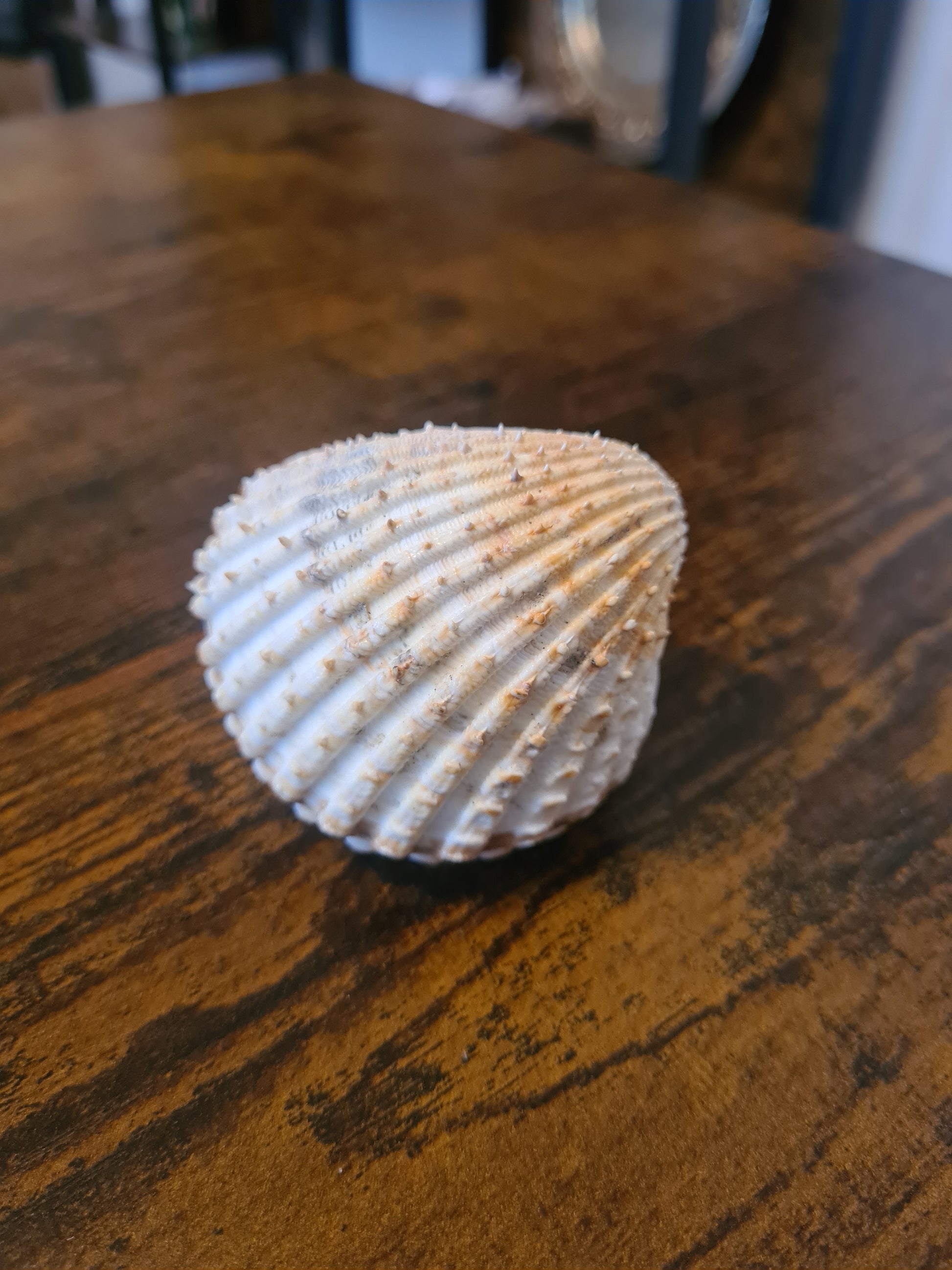 Coquillage Cerastoderma glaucum