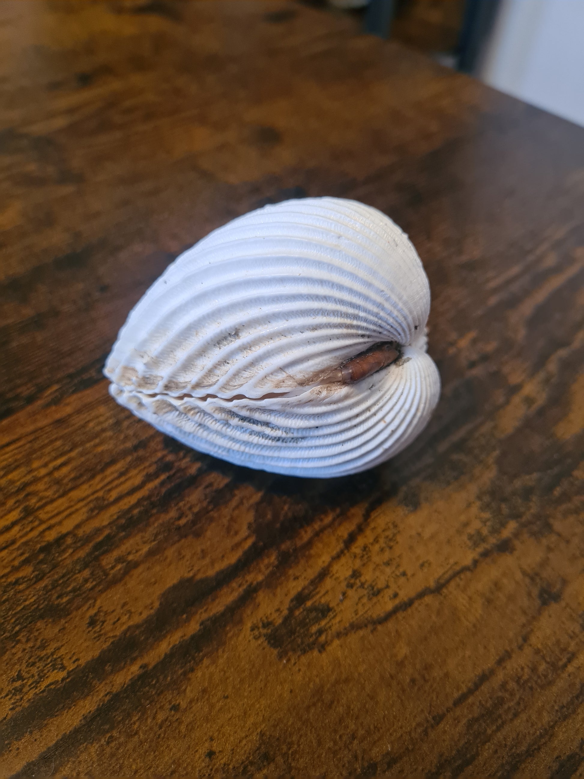 Coquillage Cerastoderma glaucum