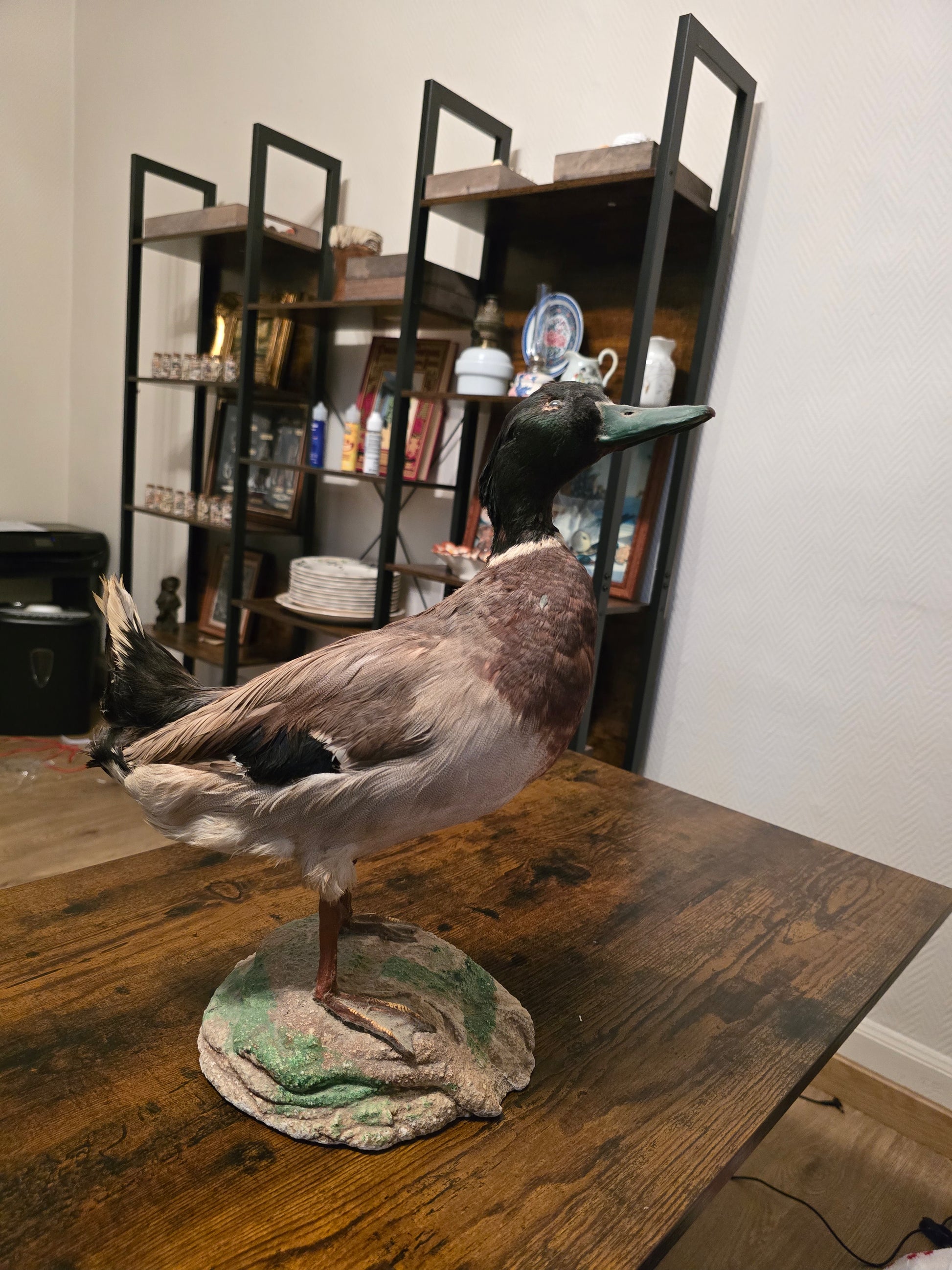 Taxidermie d'un canard sur socle