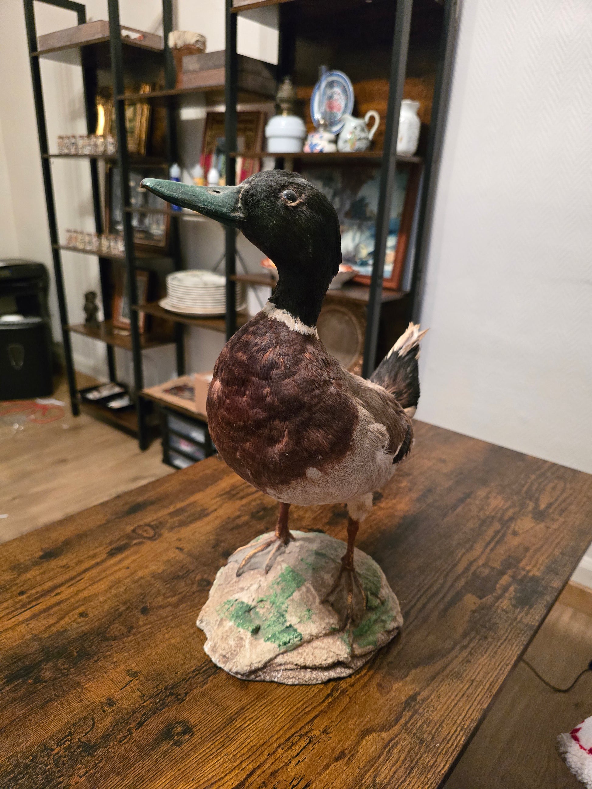 Taxidermie d'un canard sur socle
