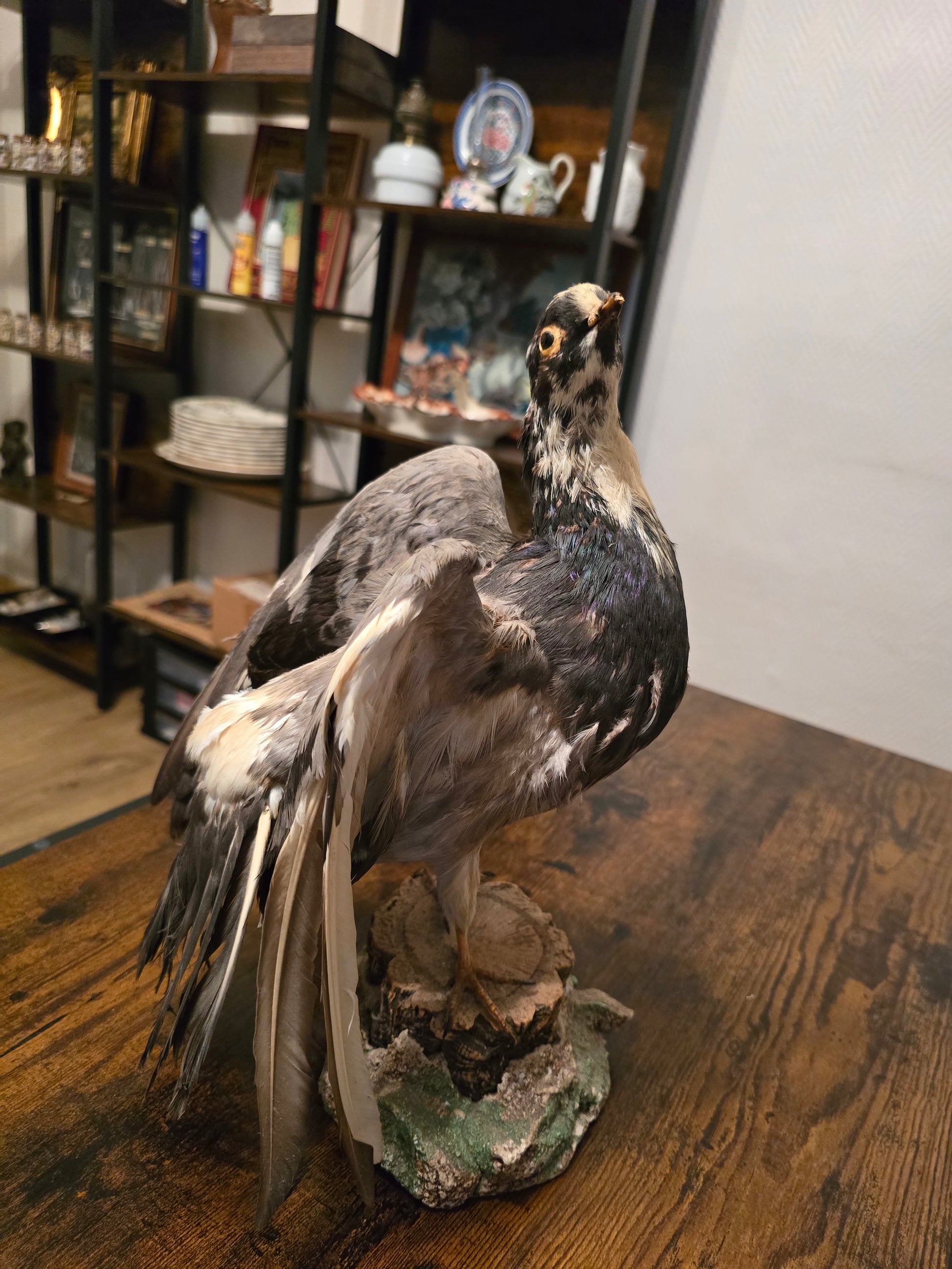 Taxidermie Pigeon domestique