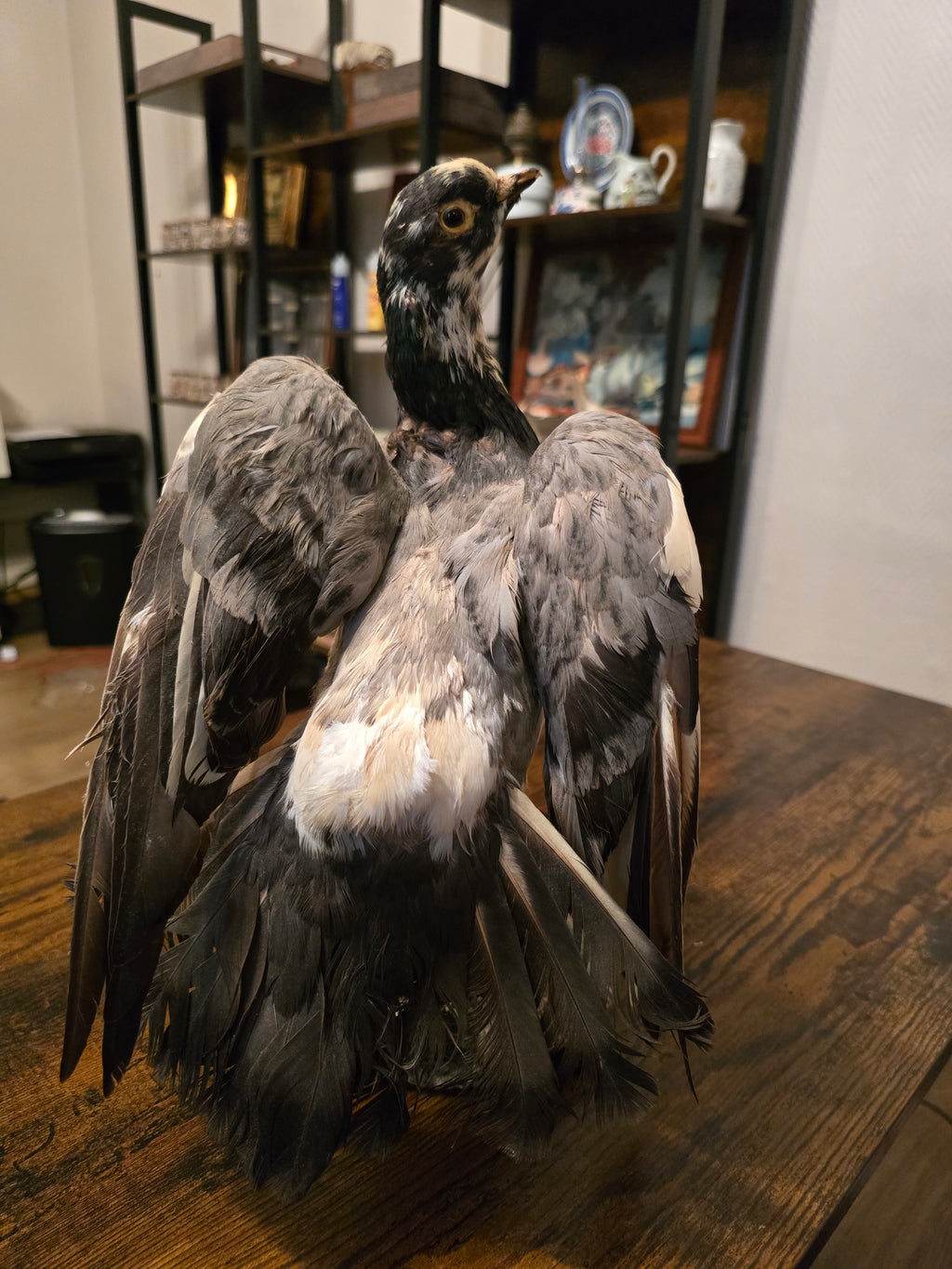 Taxidermie Pigeon domestique