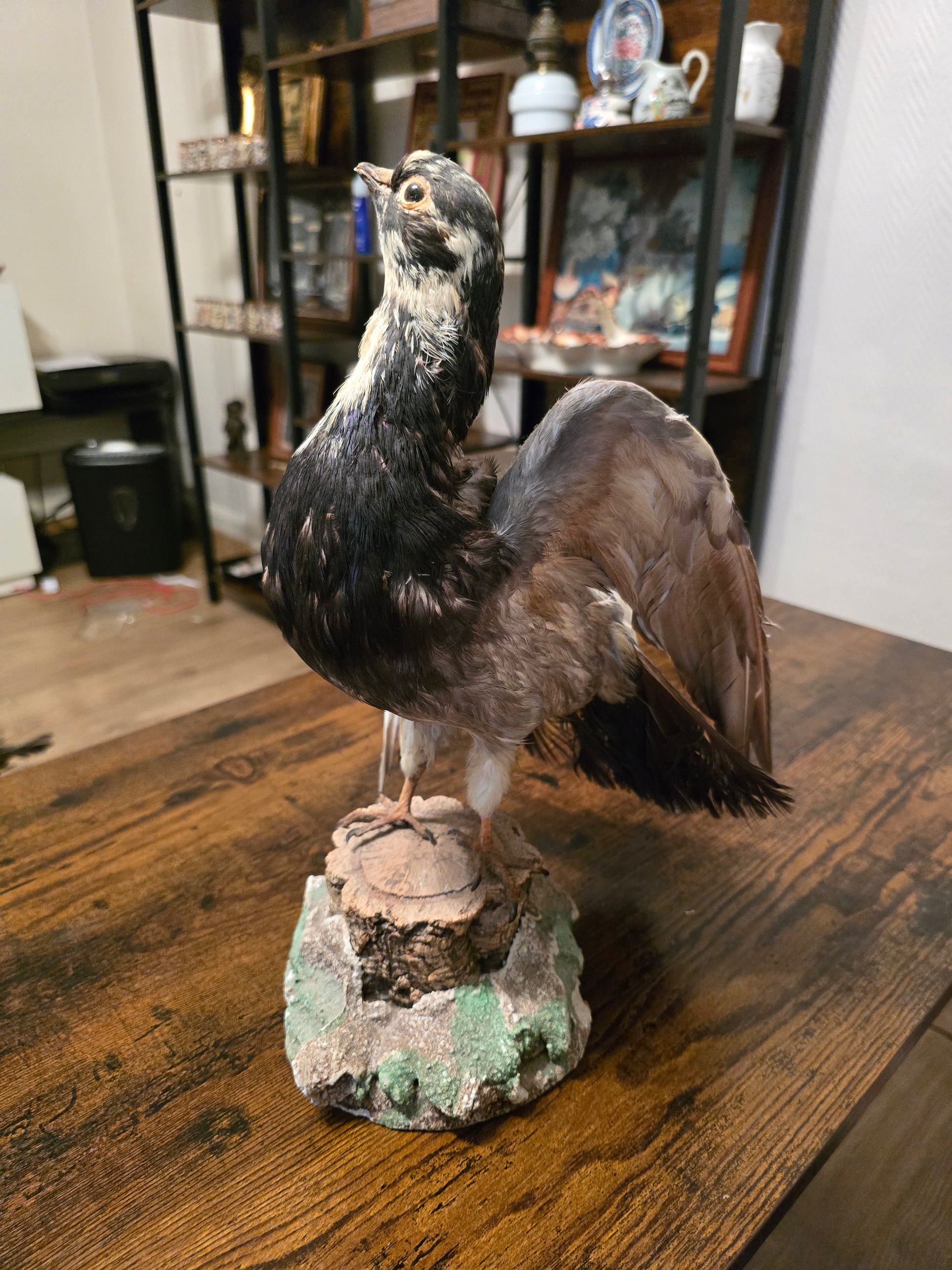 Taxidermie Pigeon domestique