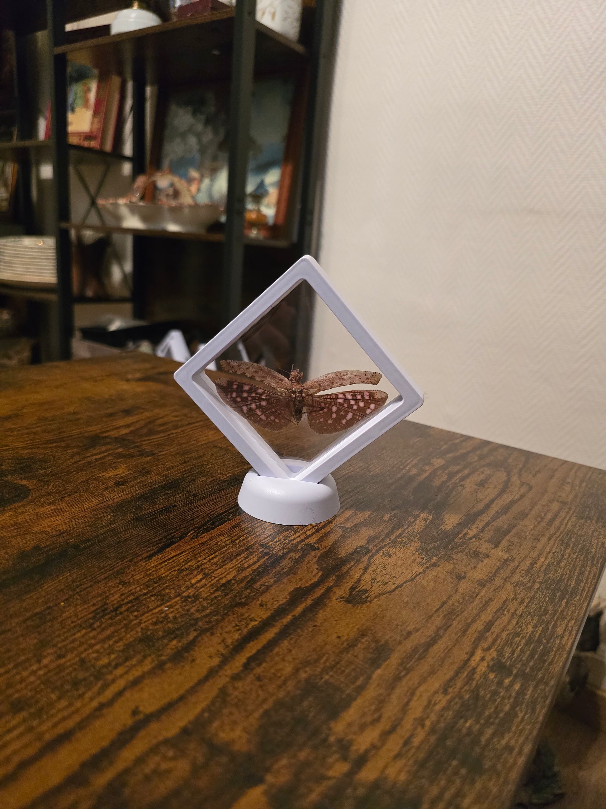 Cadre 3D d'insecte Zulpha