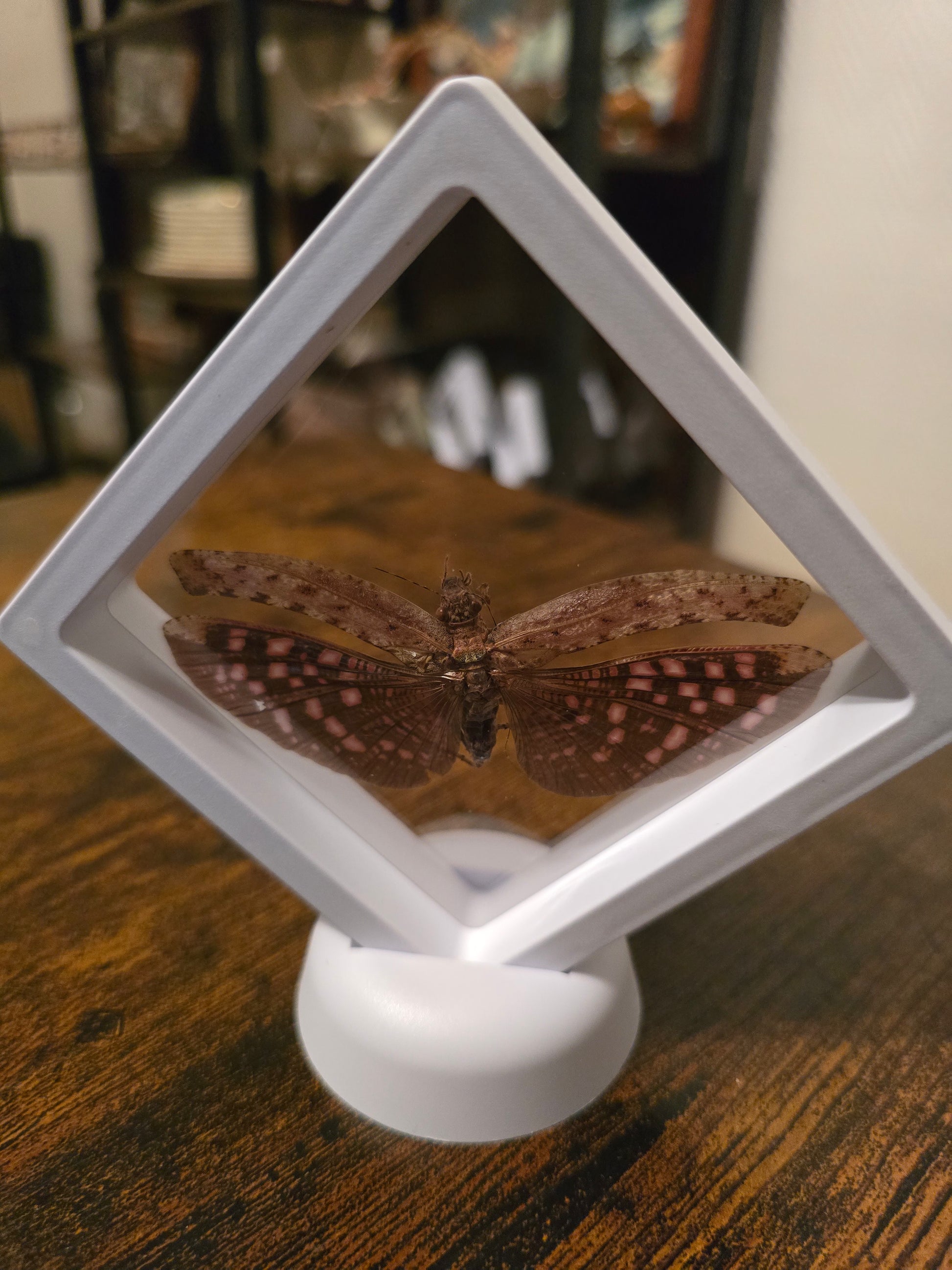Cadre 3D d'insecte Zulpha