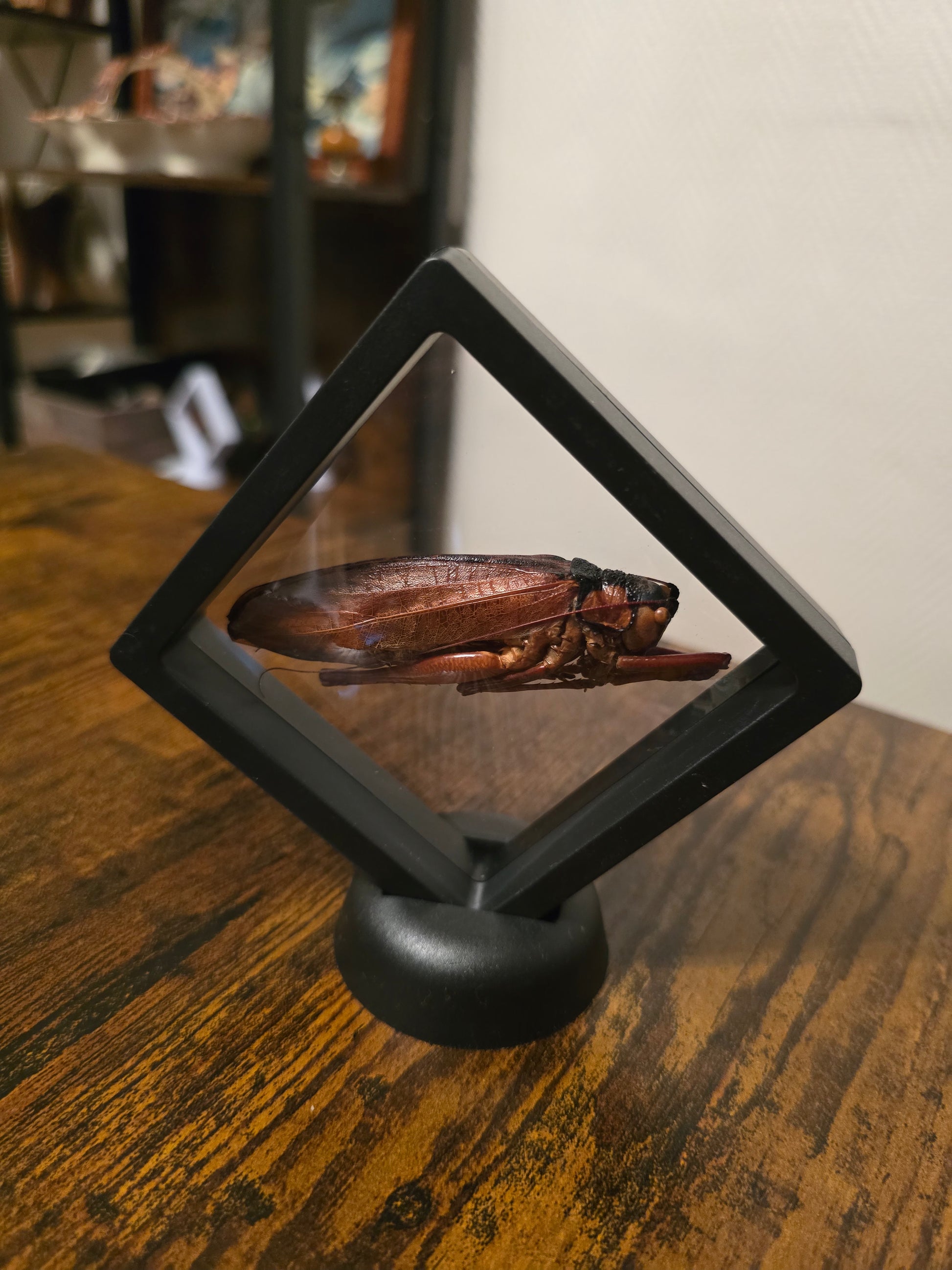 Cadre insecte sauterelle géante