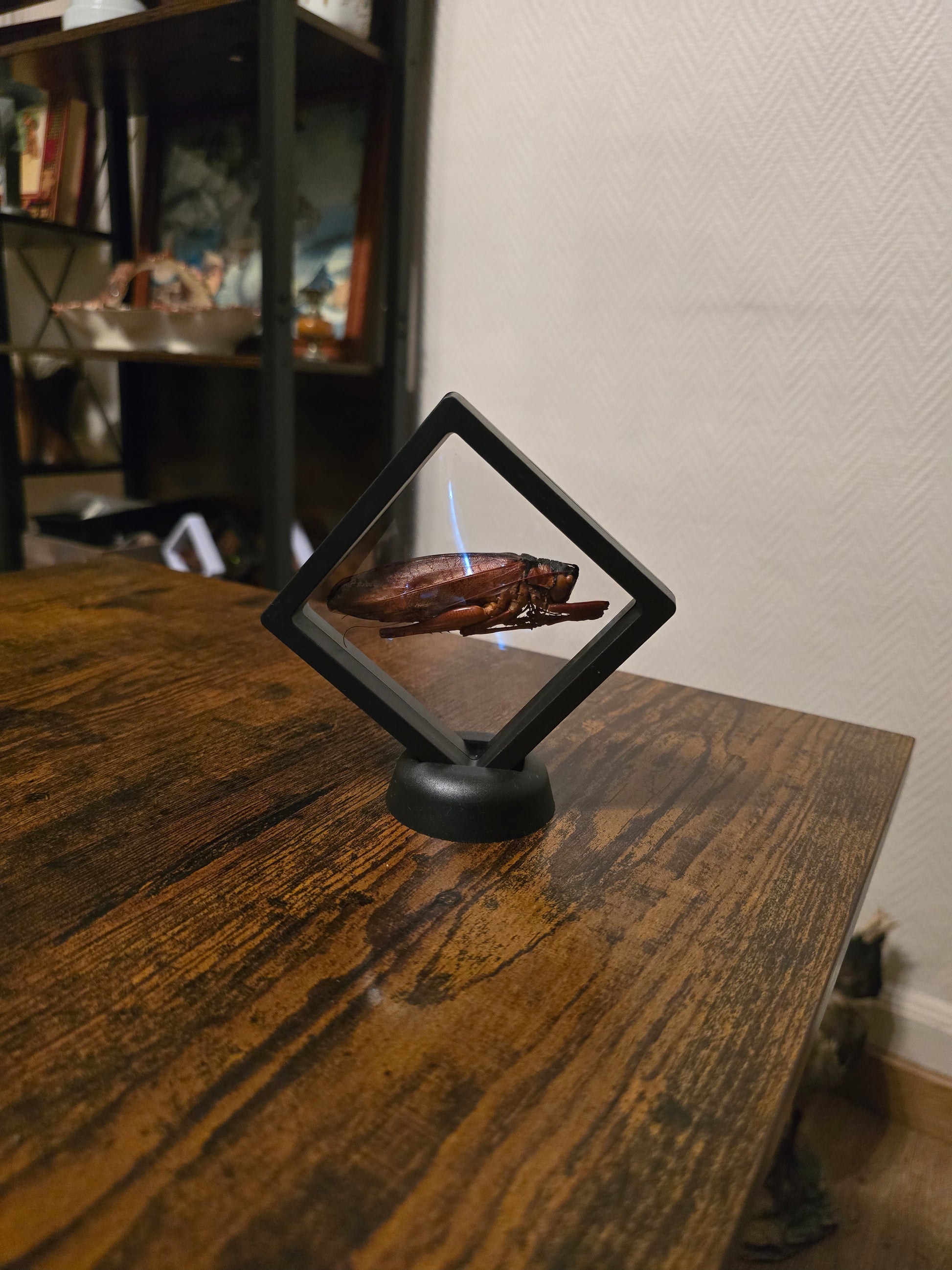 Cadre insecte sauterelle géante