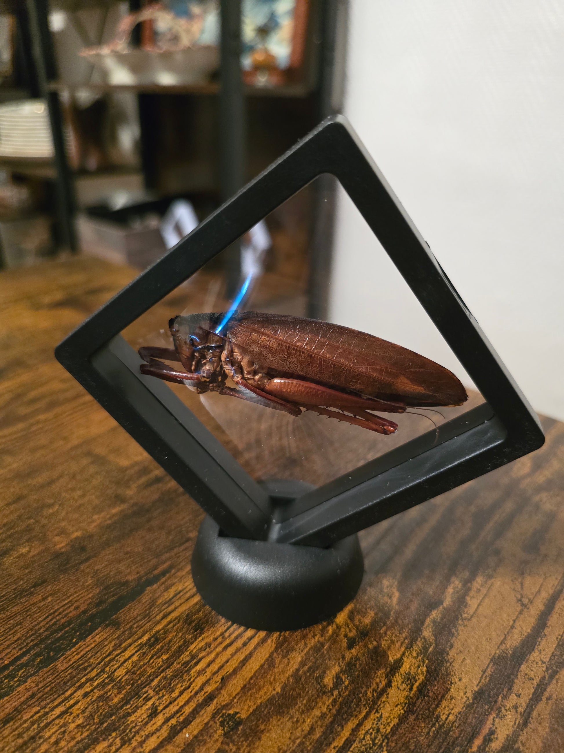 Cadre insecte sauterelle géante
