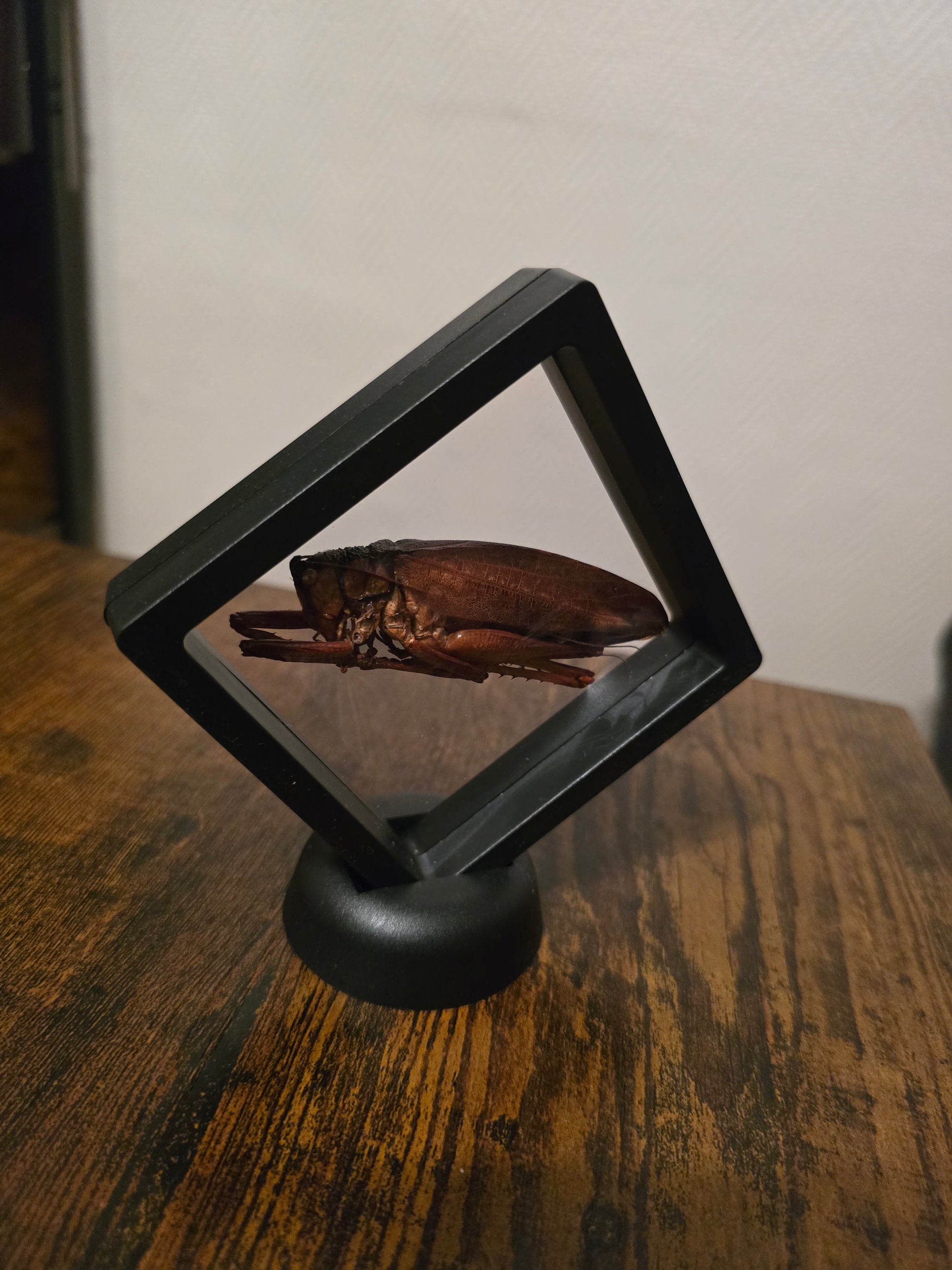 Cadre insecte sauterelle géante