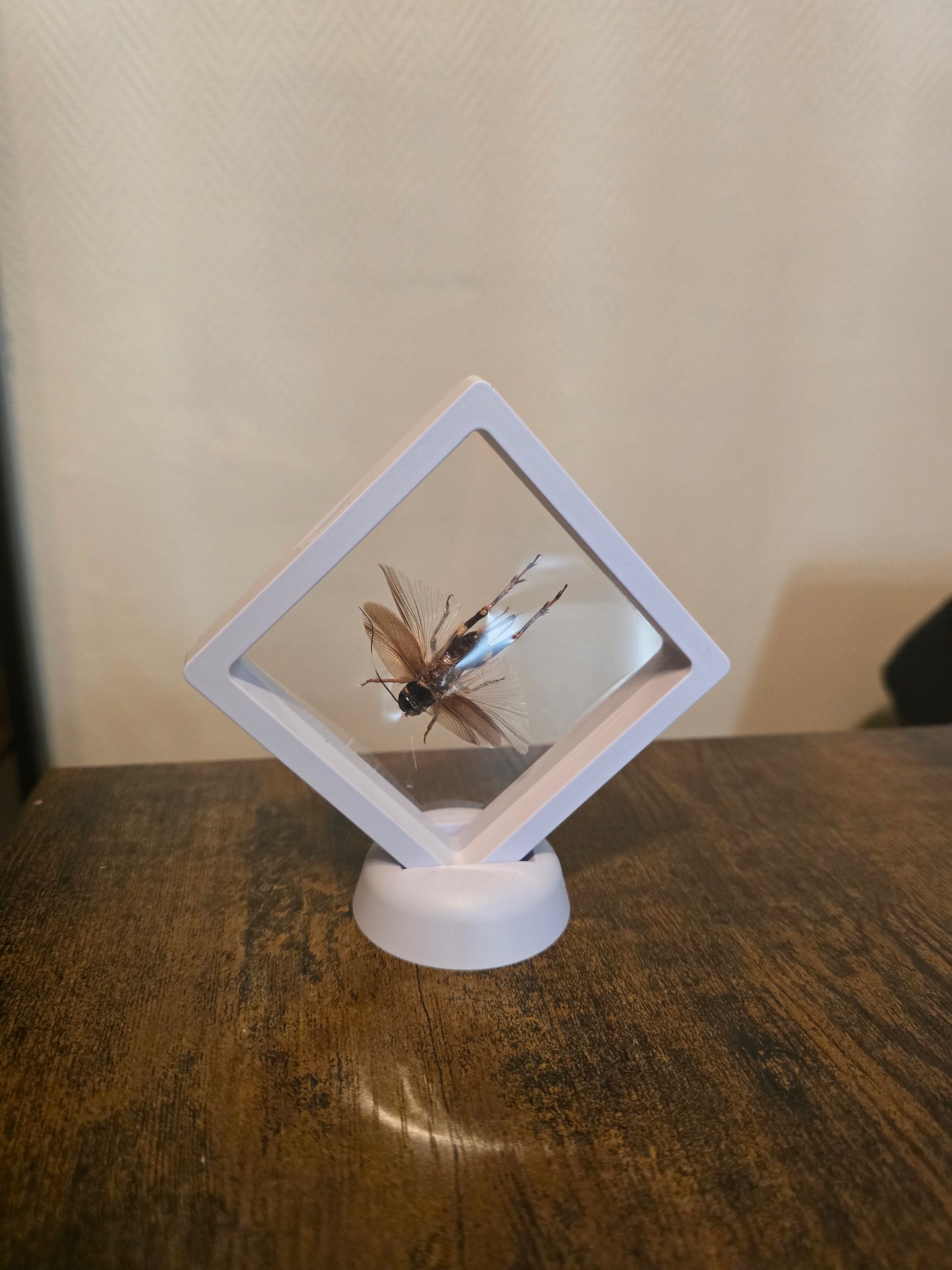 Cadre insecte grillon