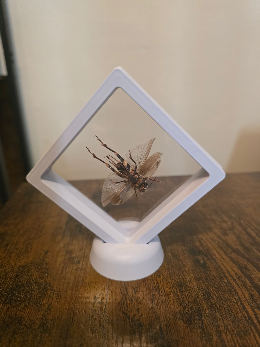 Cadre insecte grillon