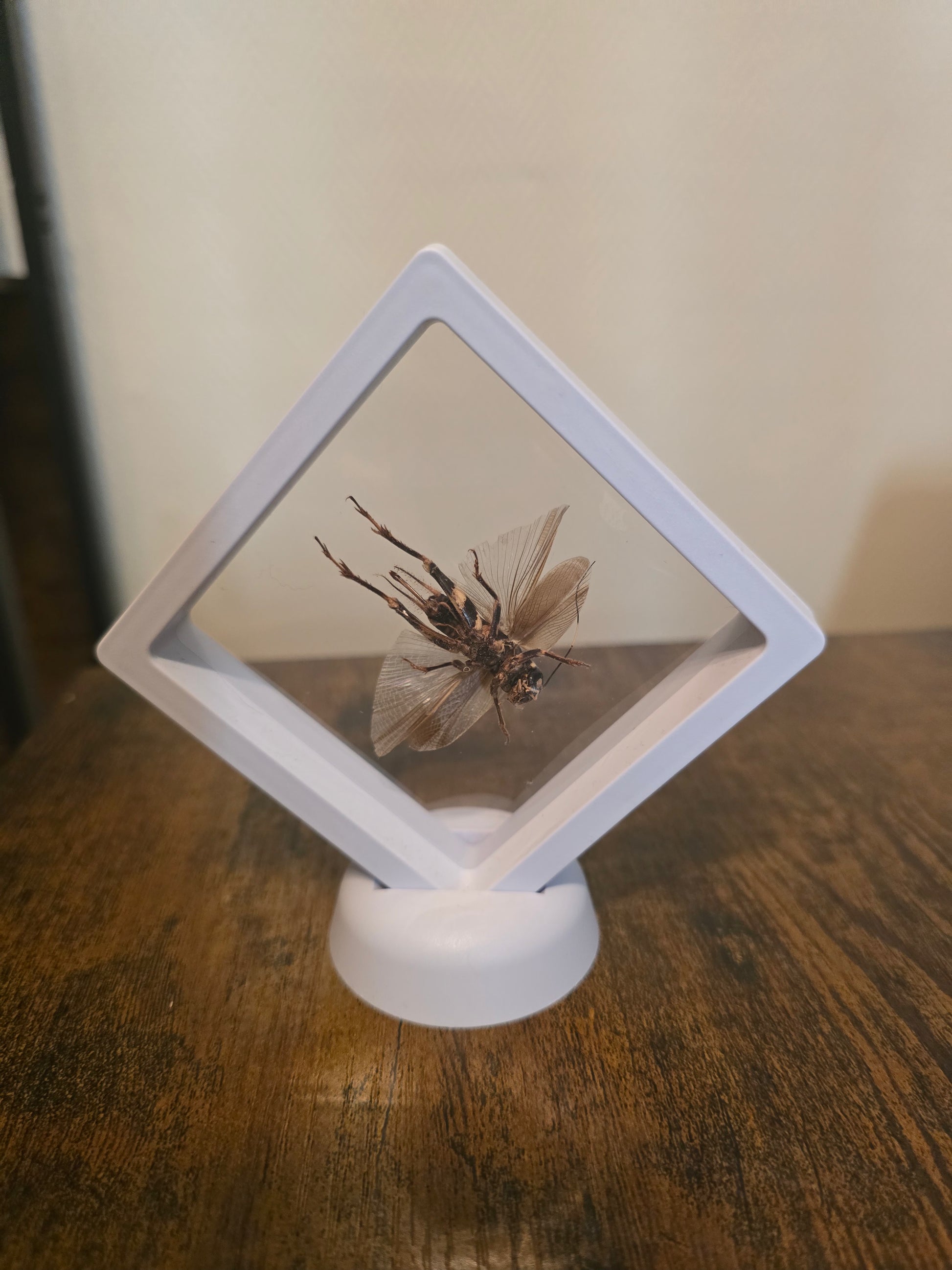 Cadre insecte grillon