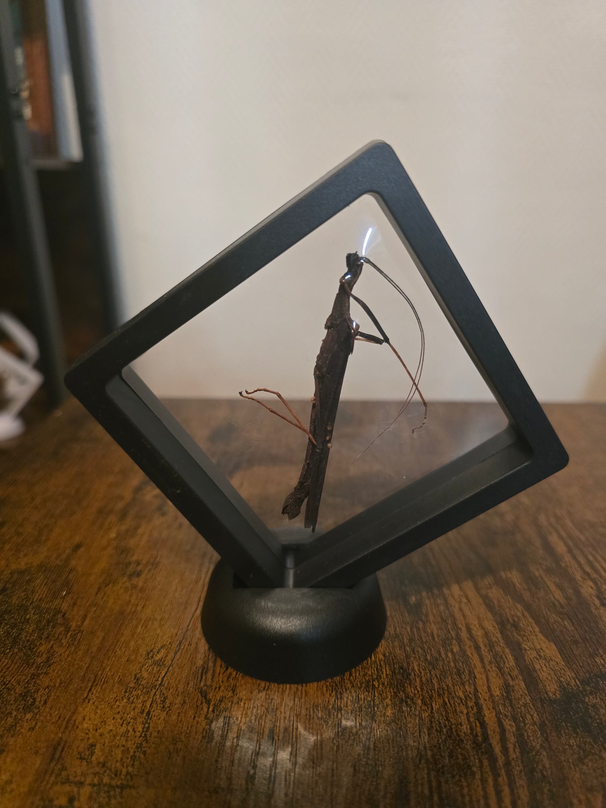 Encadré 3D de Phasme