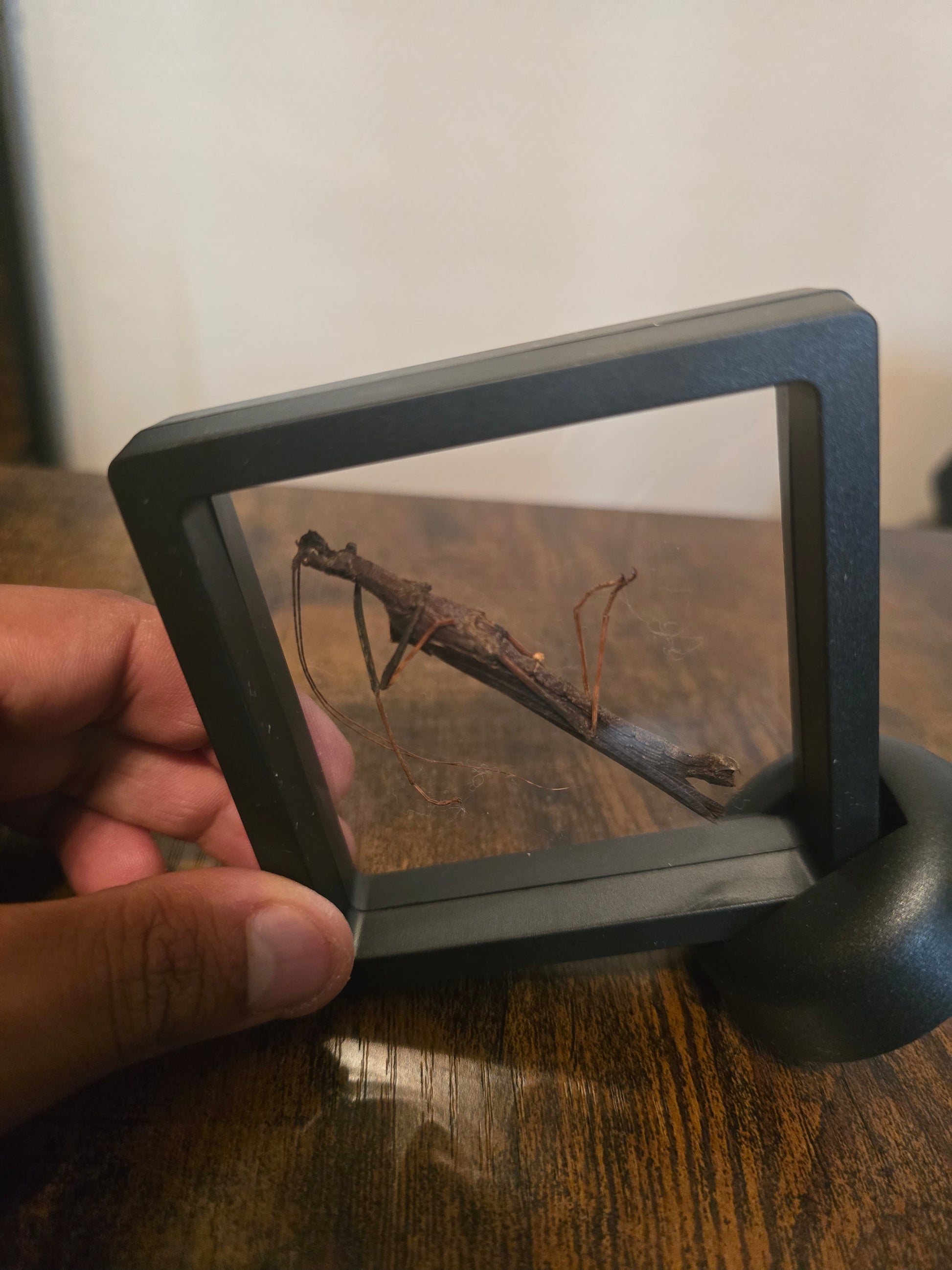 Encadré 3D de Phasme