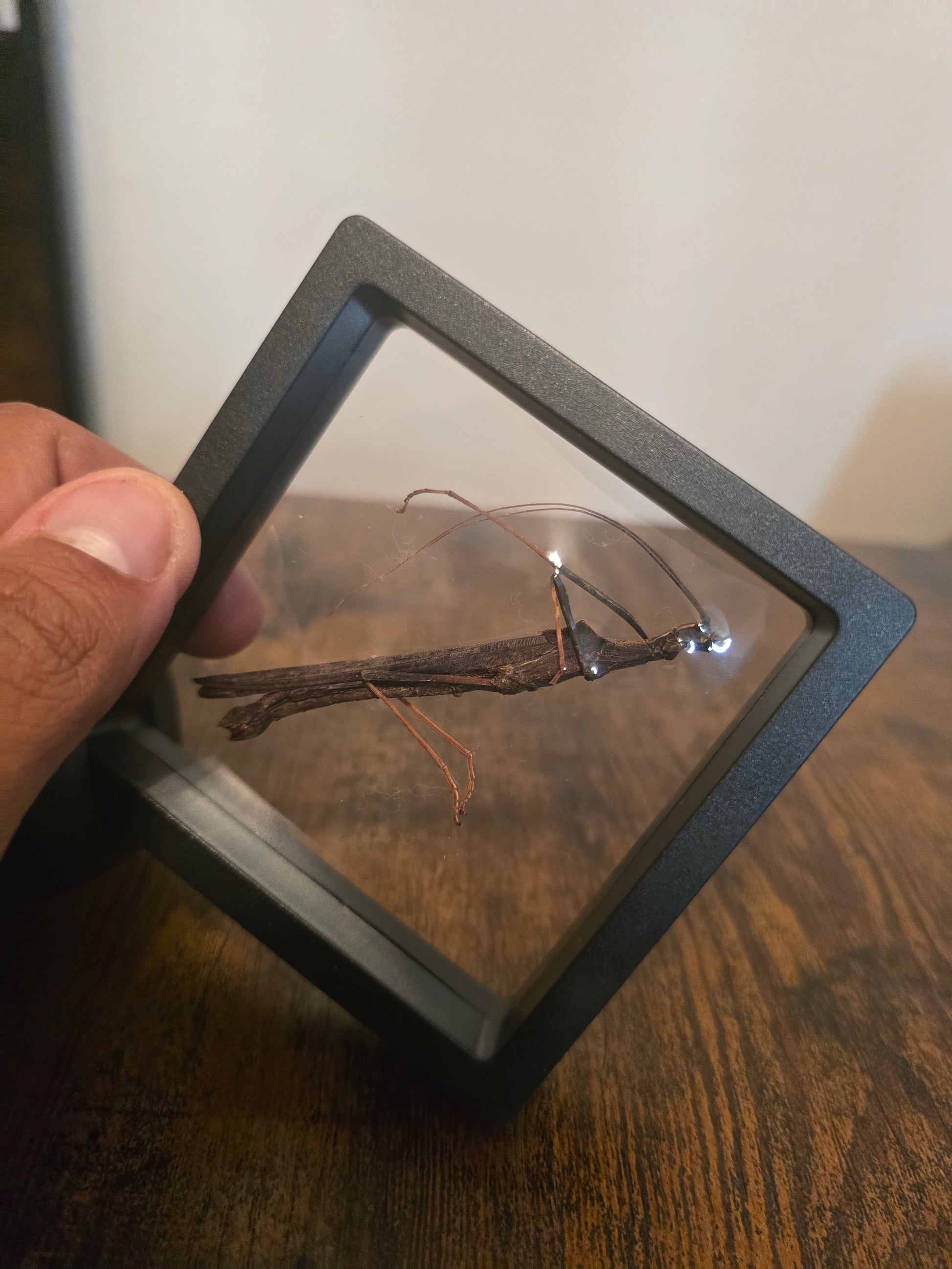 Encadré 3D de Phasme