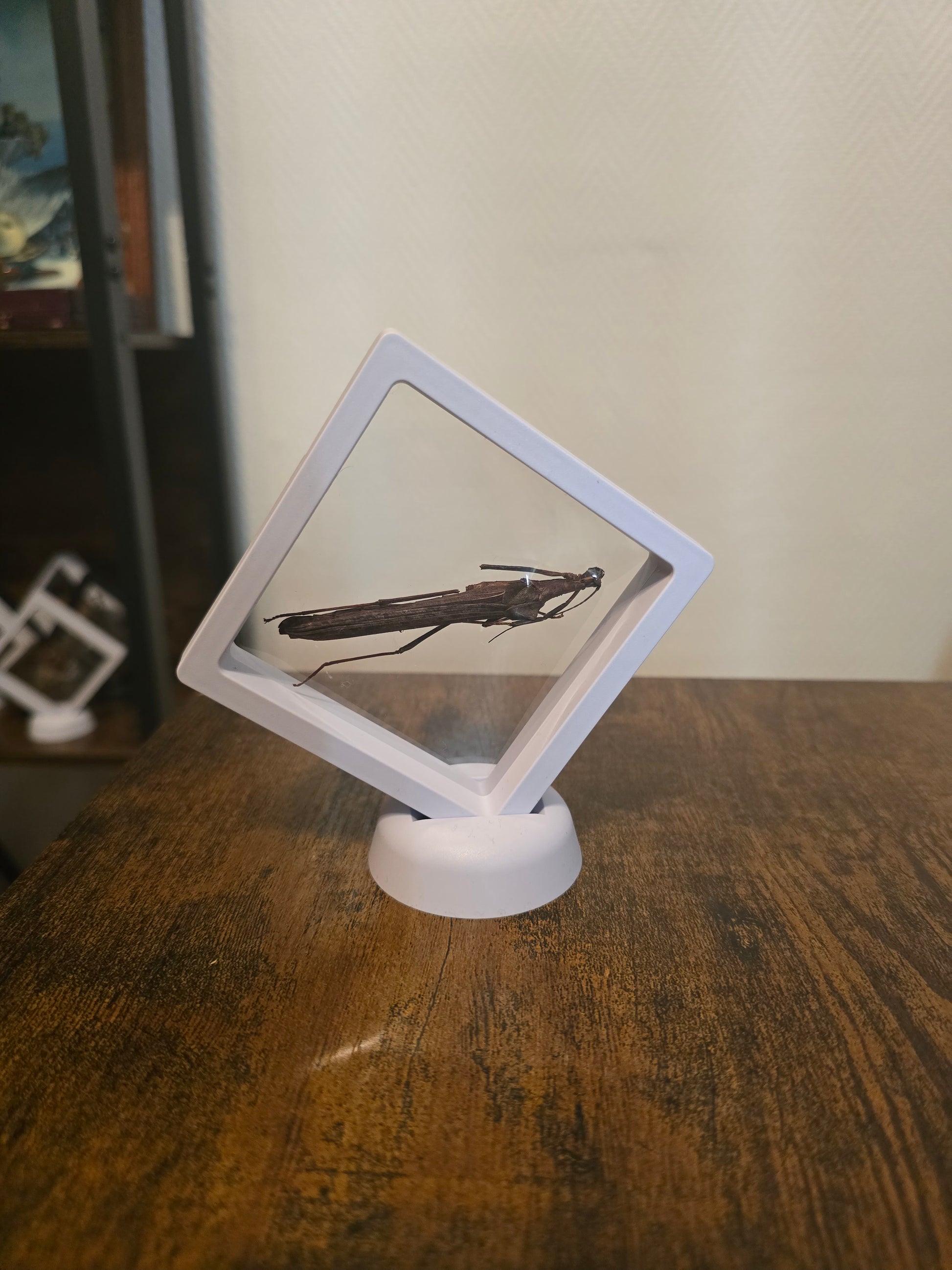 Encadré 3D de Phasme