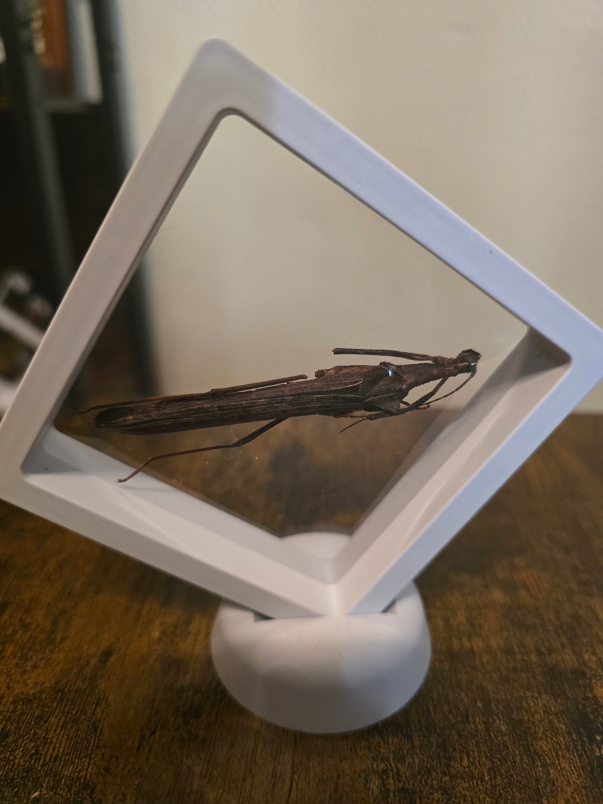 Encadré 3D de Phasme