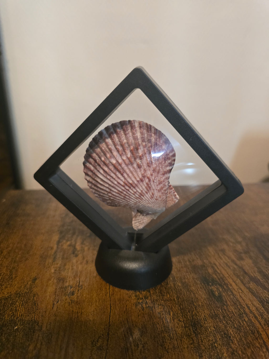 Coquillage Pecten encadré
