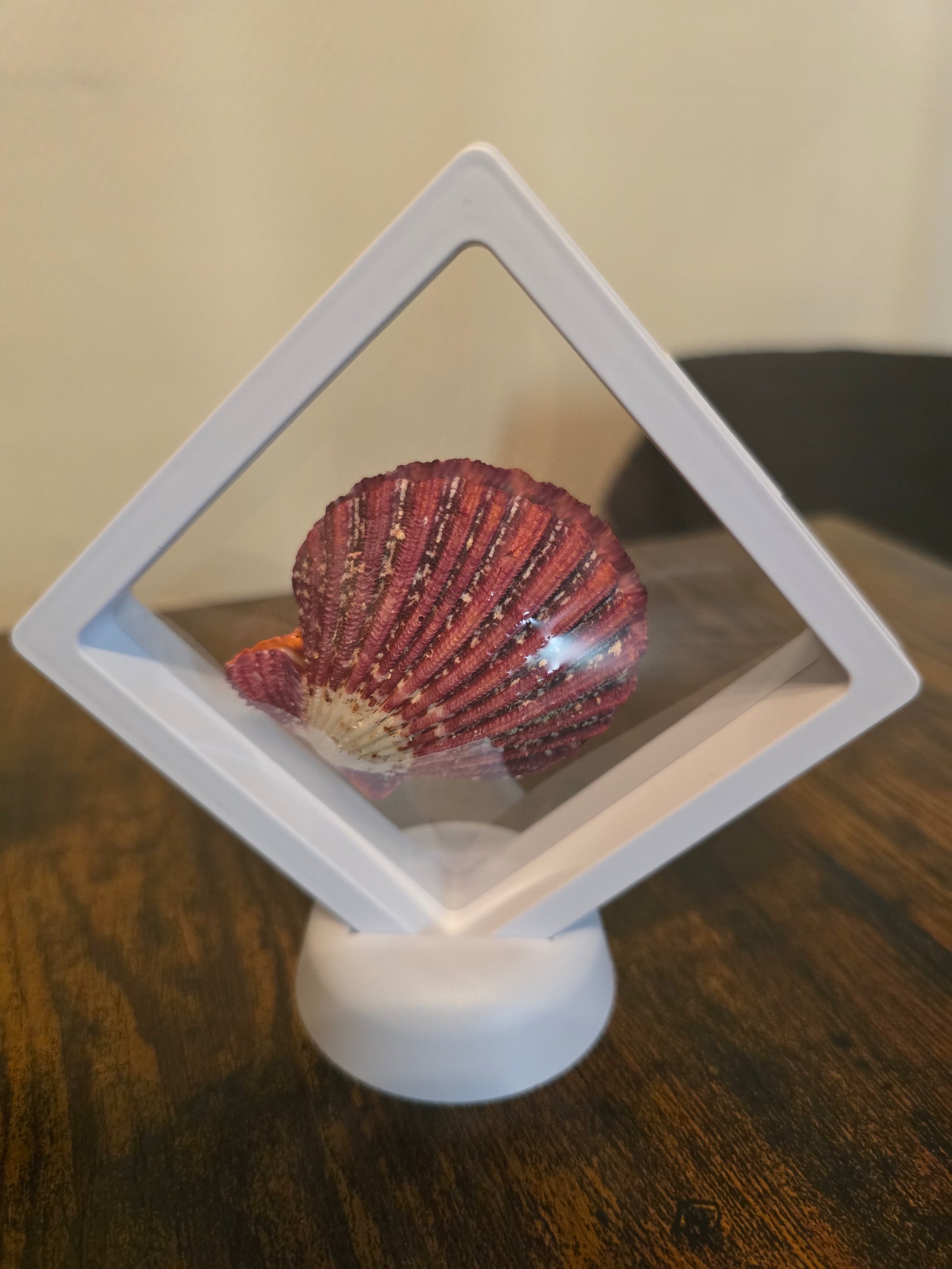Coquillage Pecten encadré