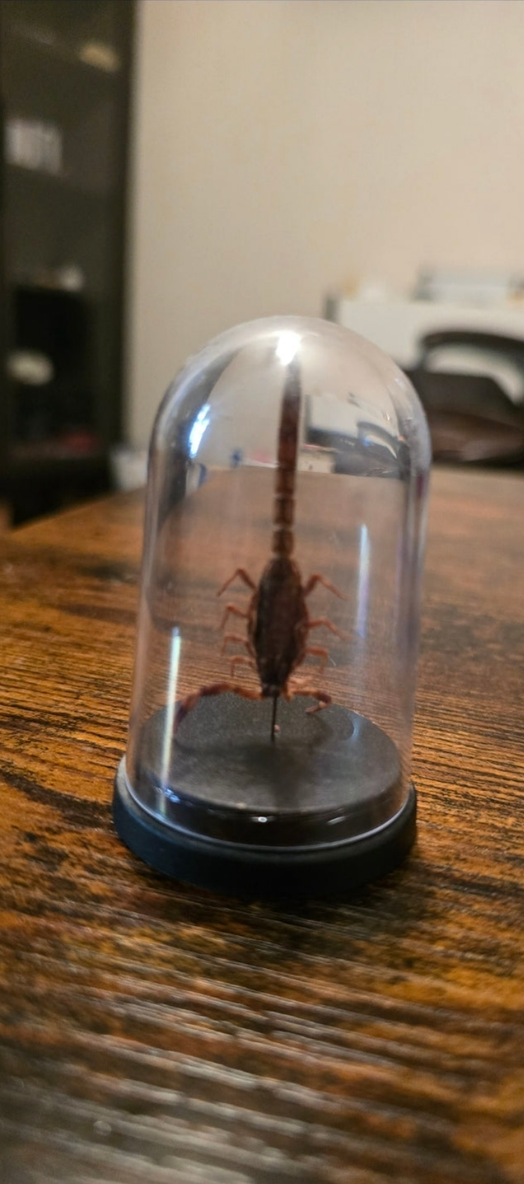 Spécimen de scorpion conservé sous cloche