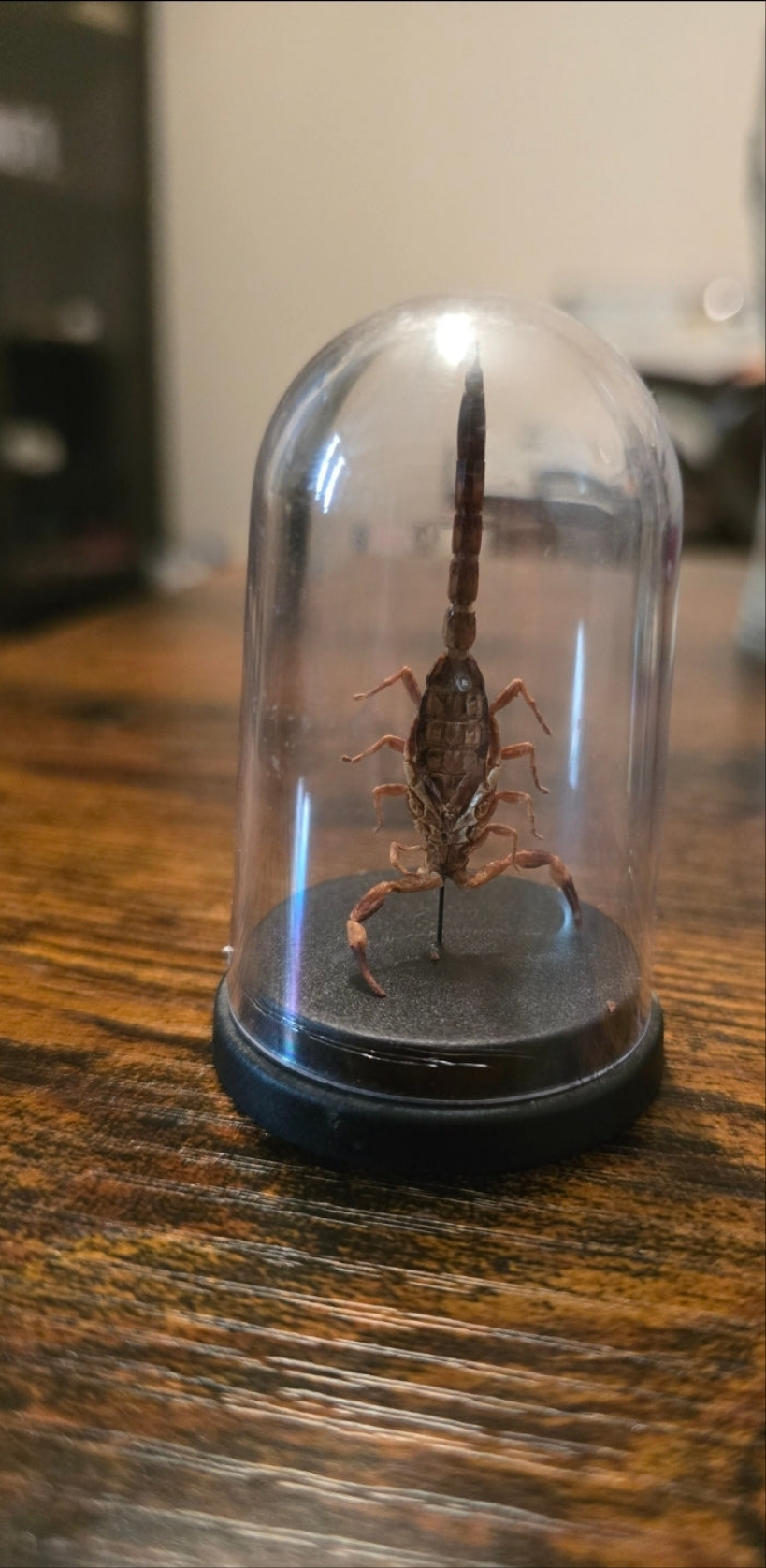 Spécimen de scorpion conservé sous cloche