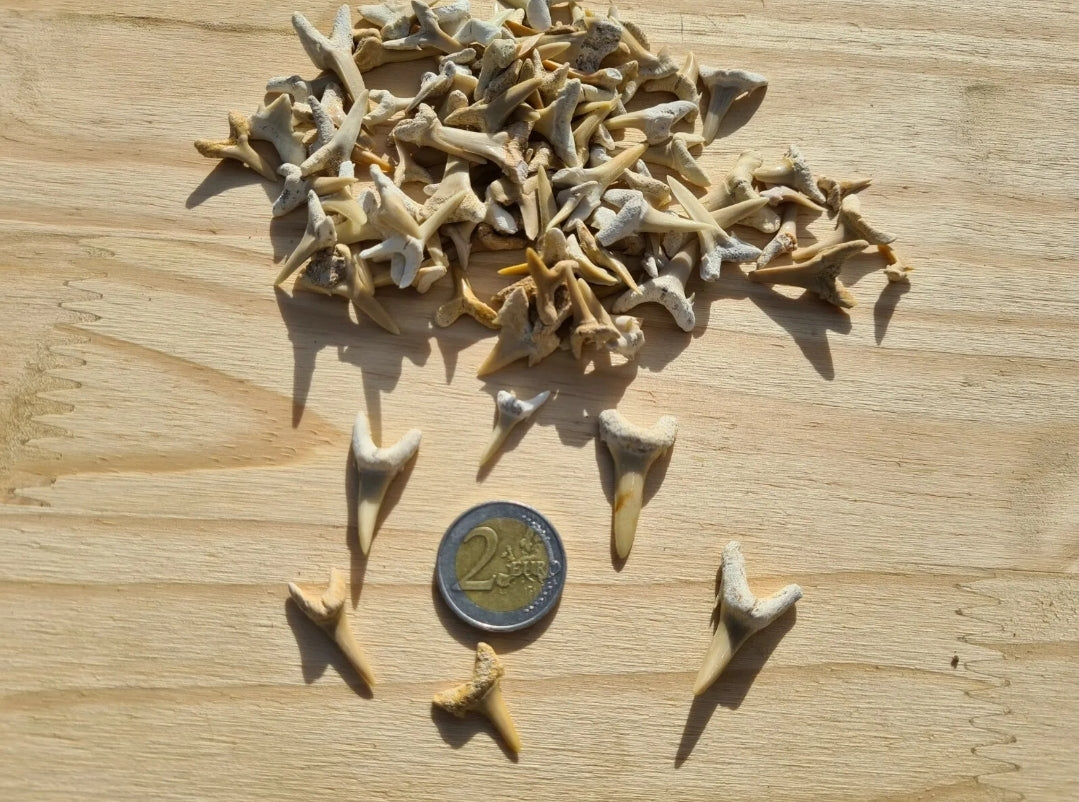 Dents de requins fossilisées