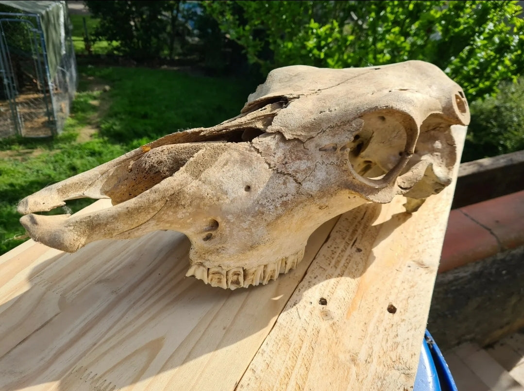Ostéologie de Vache