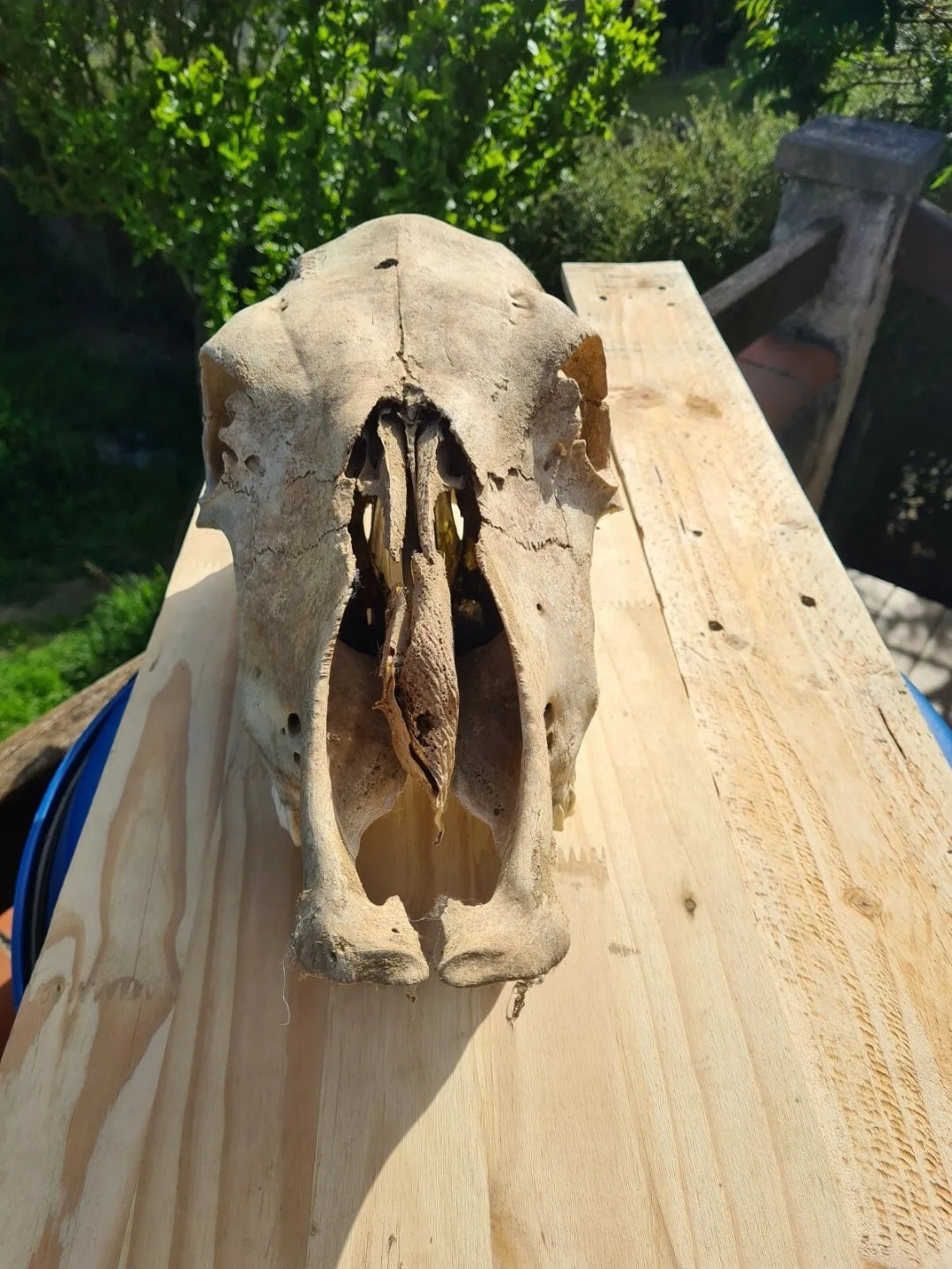 Ostéologie de Vache