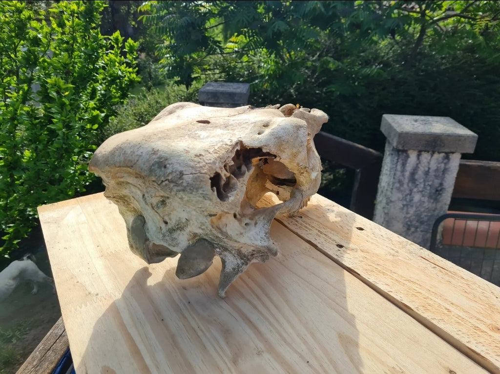Ostéologie de Vache