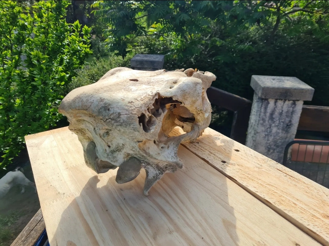 Ostéologie de Vache